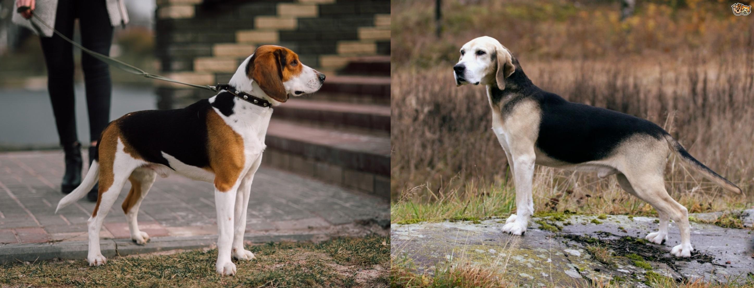 Estonian Hound Vs Dunker Breed Comparison Mydogbreeds