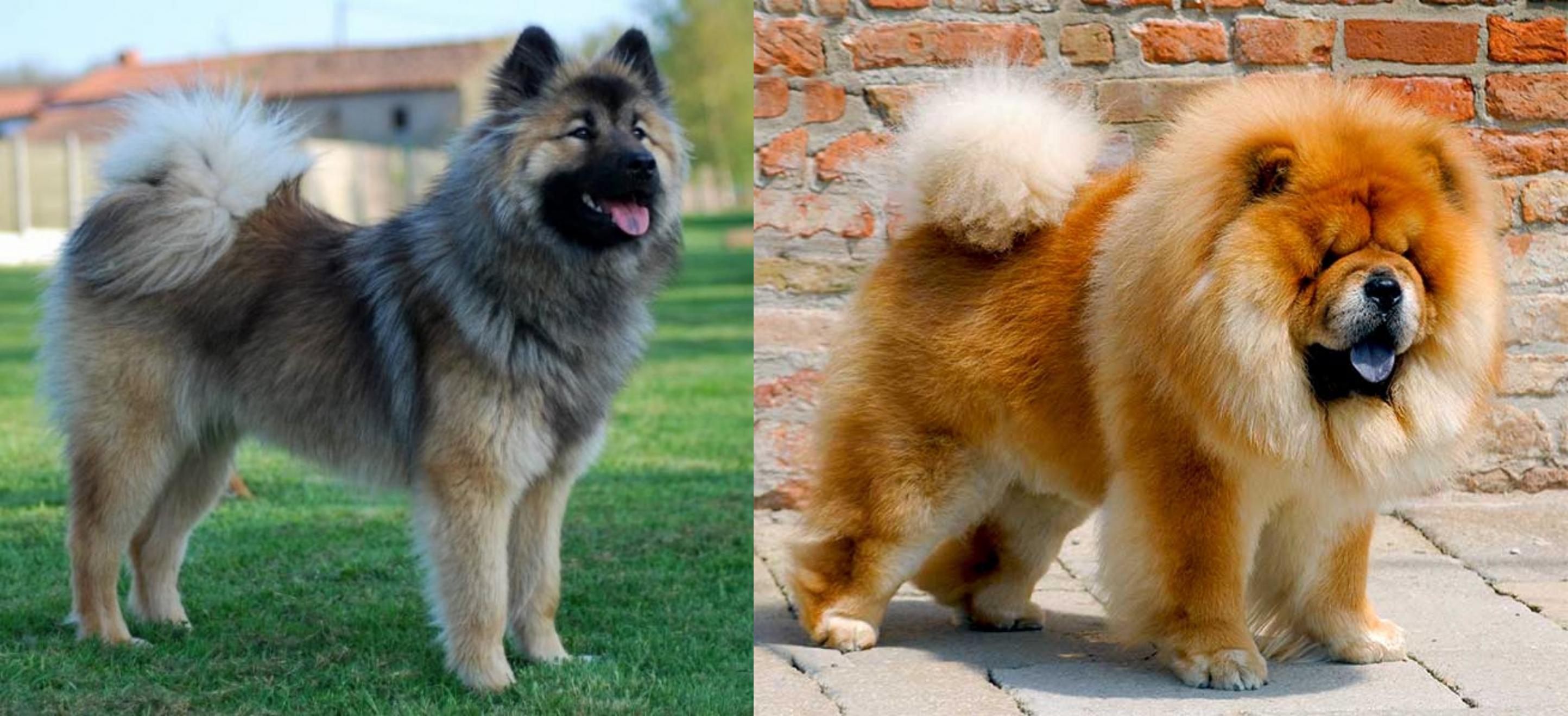 Eurasier Vs Chow Chow Breed Comparison Mydogbreeds
