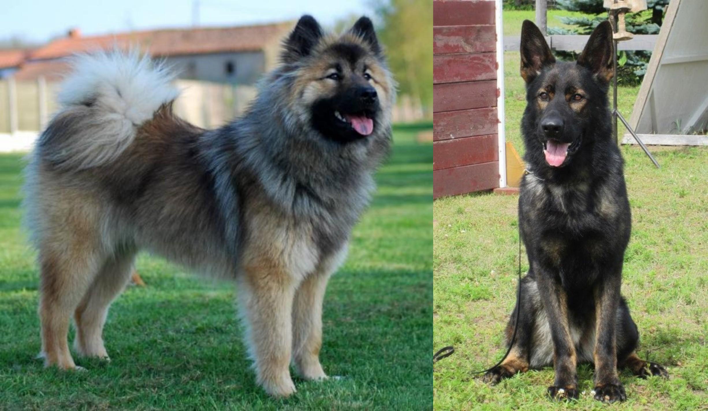 german shepherd and samoyed mix