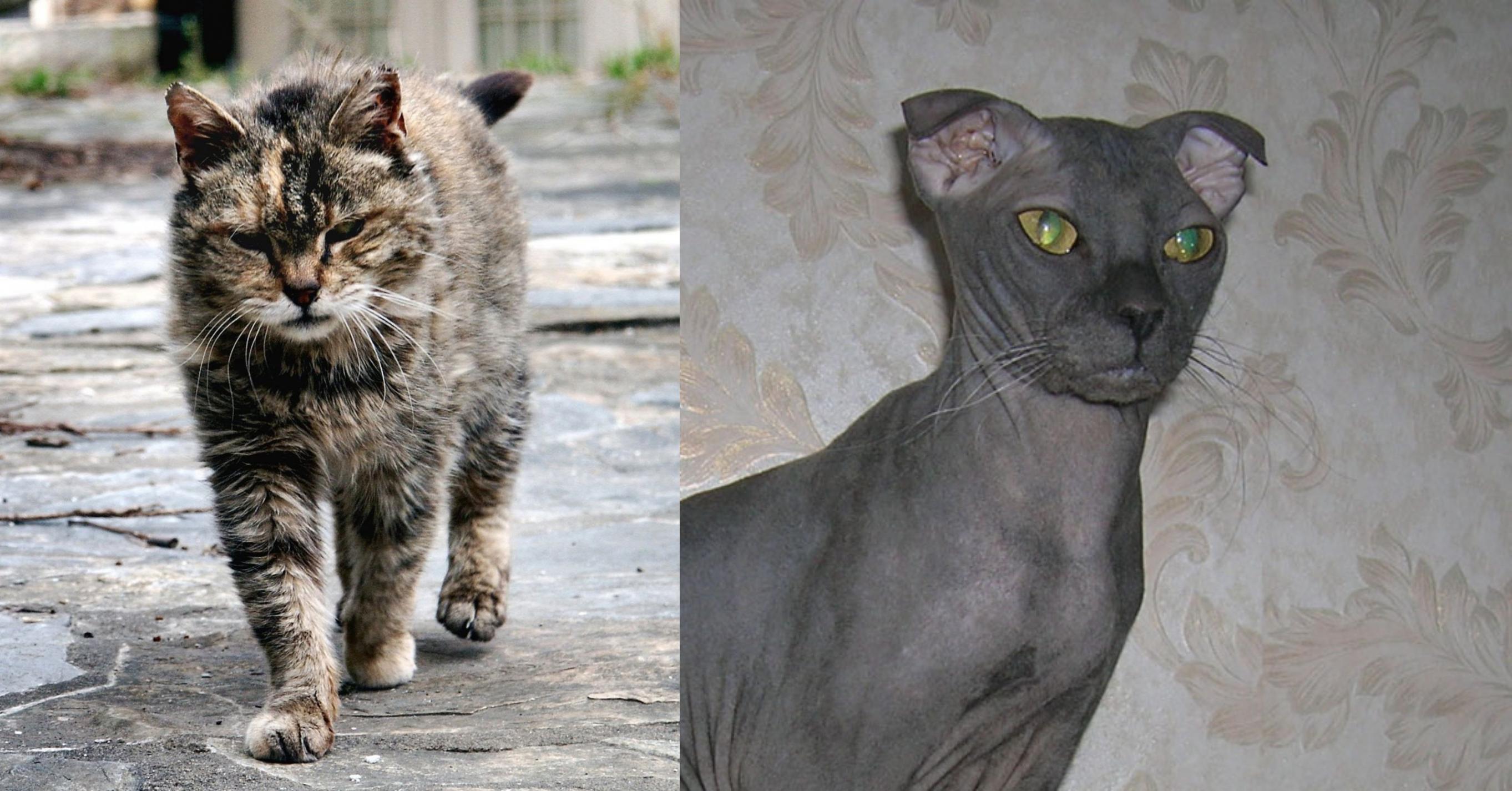 Ukrainian Levkoy vs Farm Cat Breed Comparison Petzlover