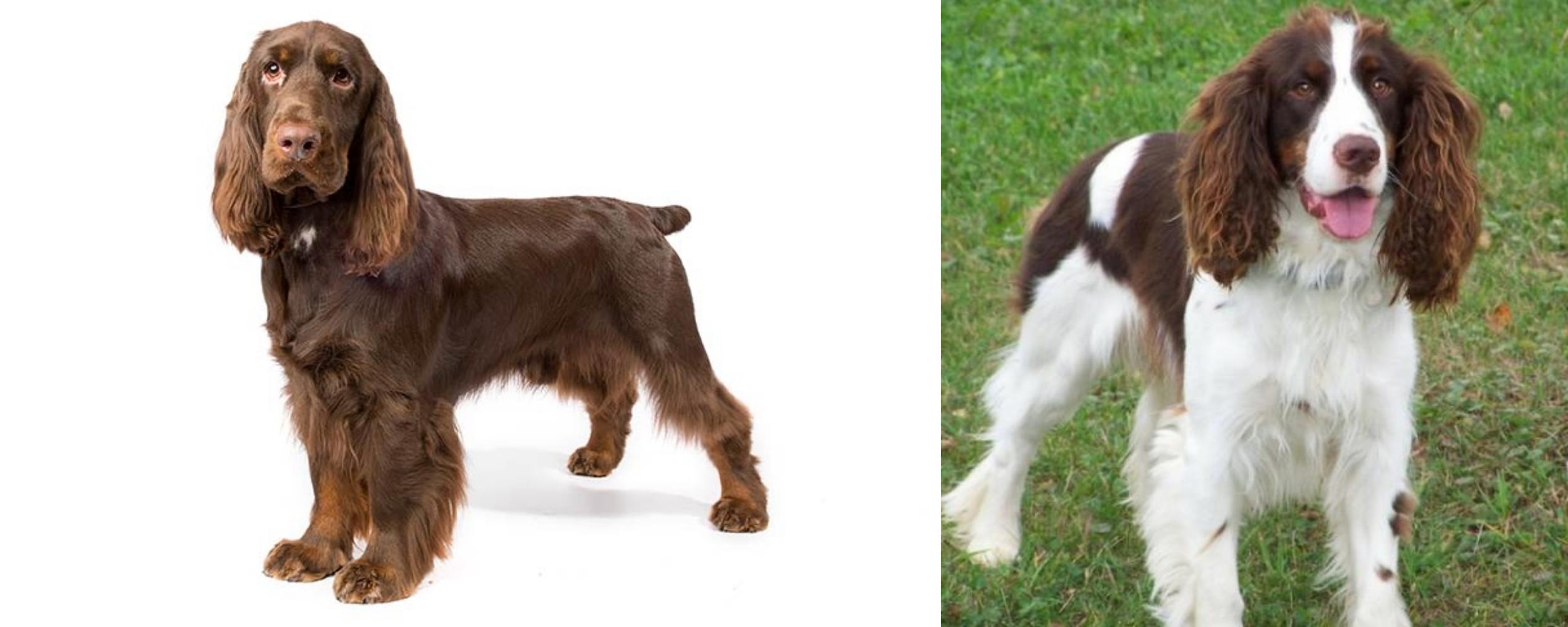 field springer spaniel breeders