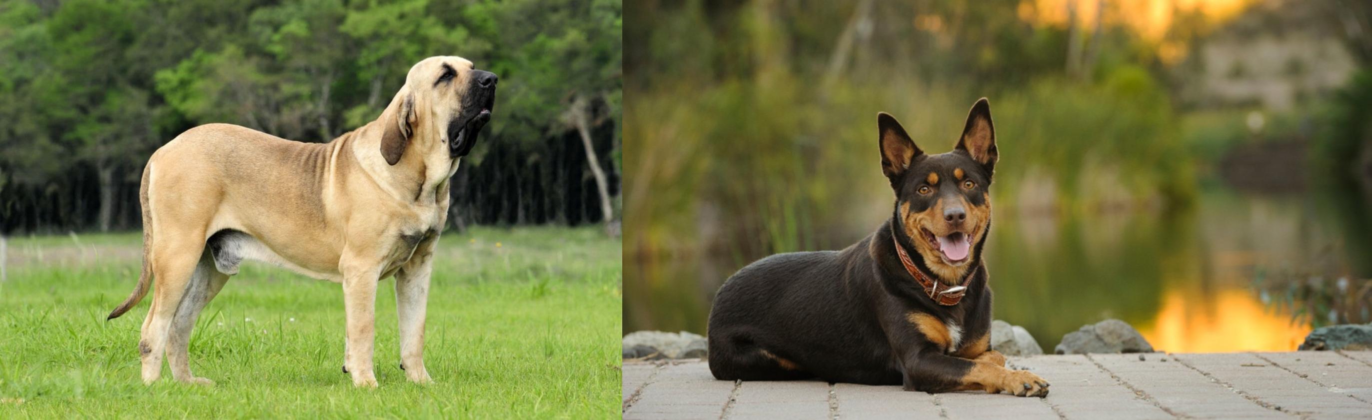 Fila Brasileiro Vs Australian Kelpie Breed Comparison