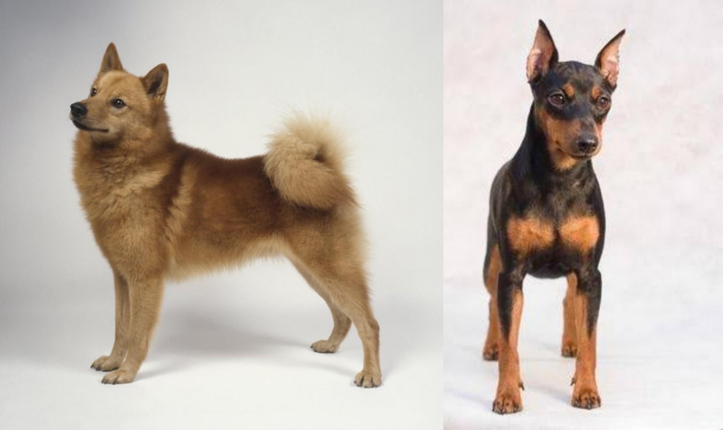 Miniature Pinscher vs Finnish Spitz Breed Comparison