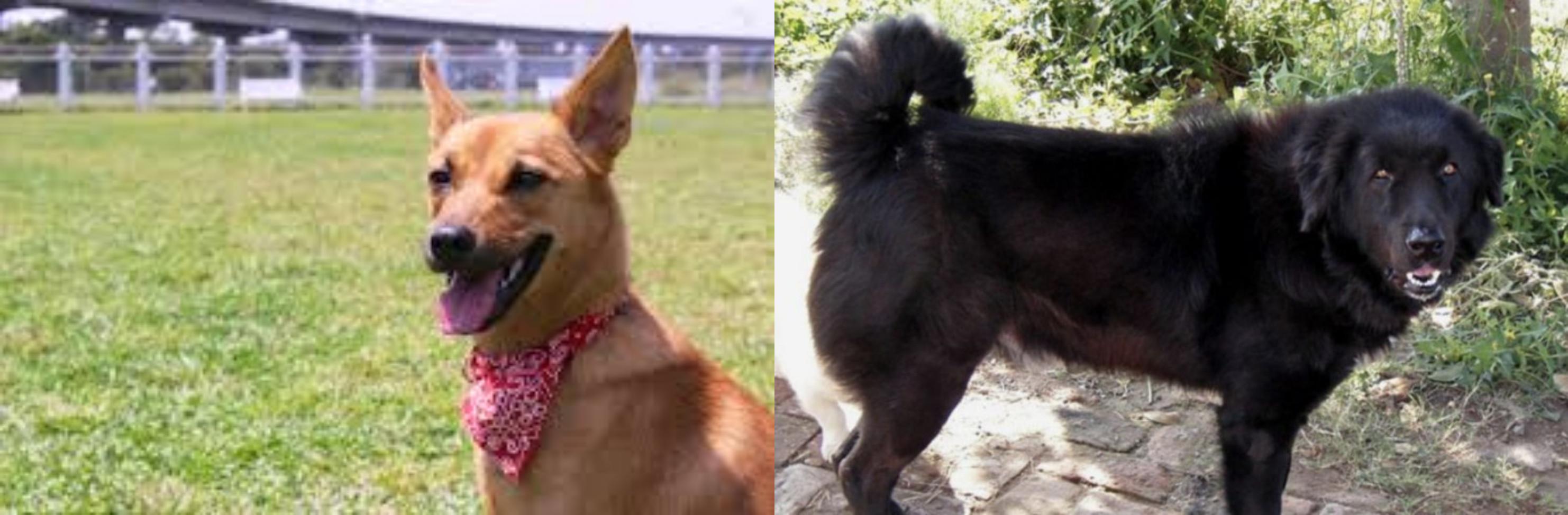 Formosan Mountain Dog Vs Bakharwal Dog Breed Comparison