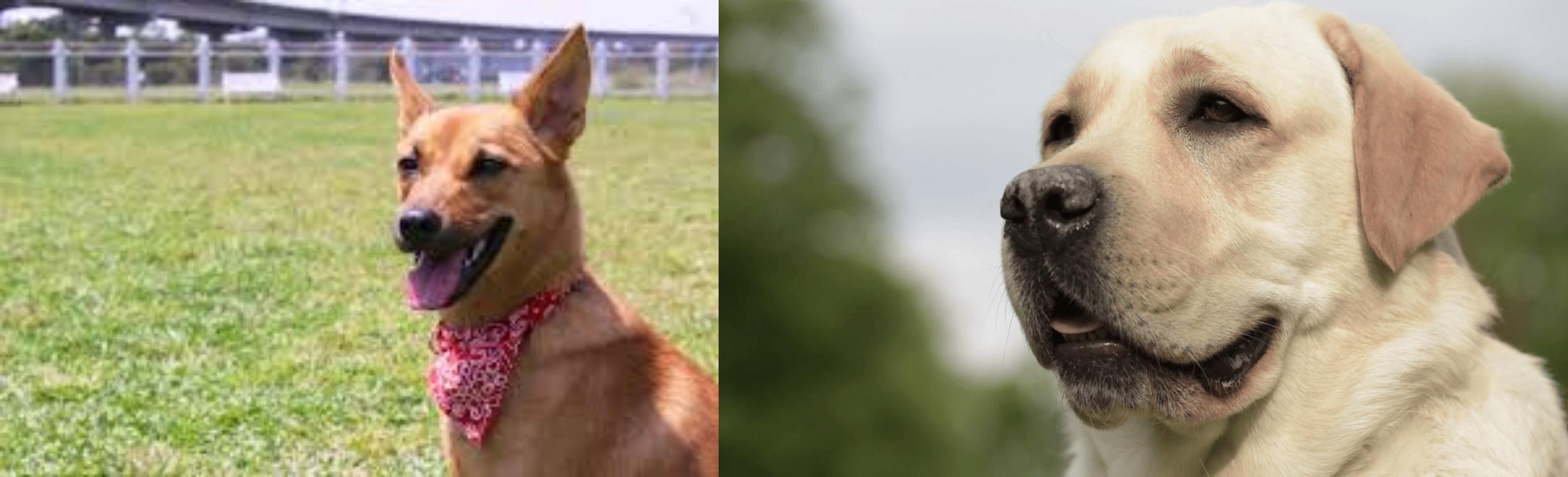 Formosan Mountain Dog Vs Labrador Retriever Breed Comparison