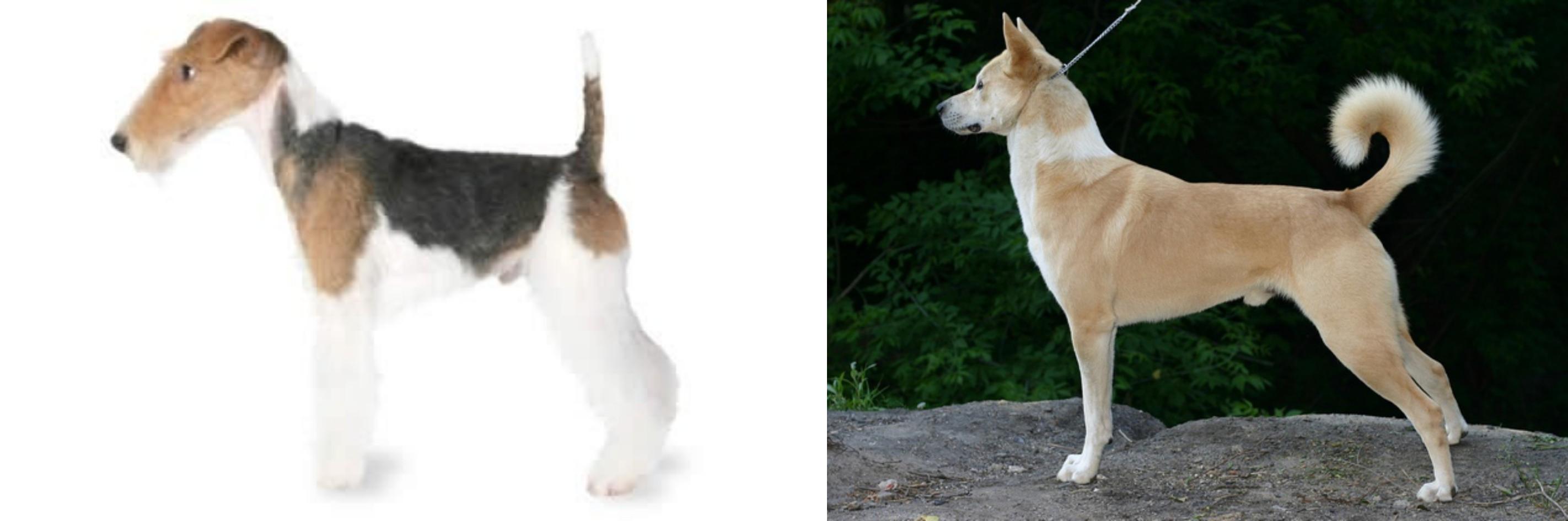 canaan terrier