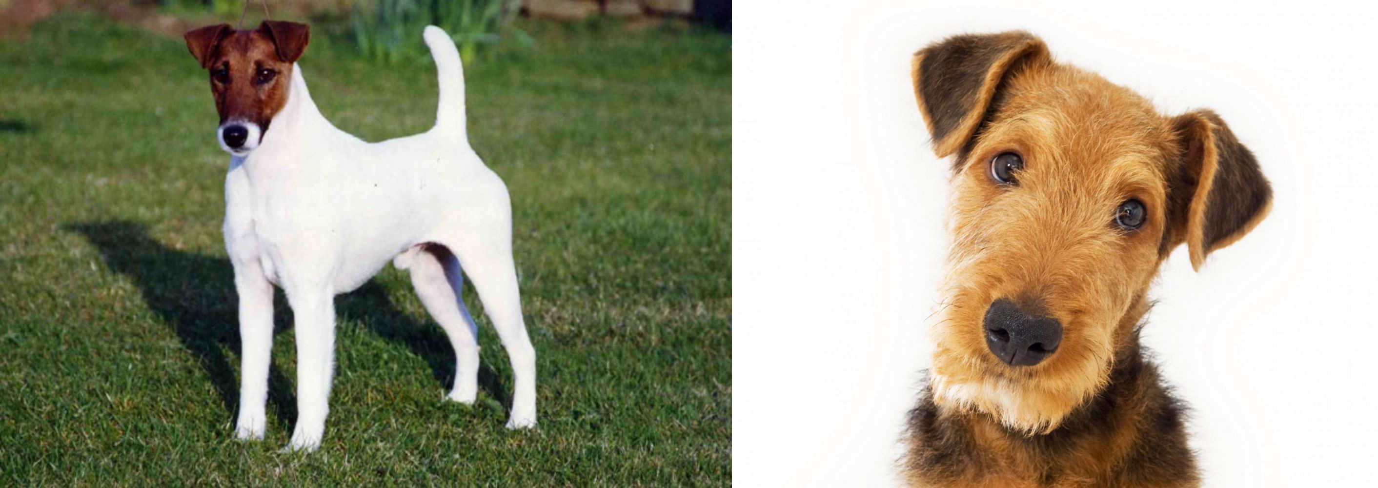 airedale fox terrier