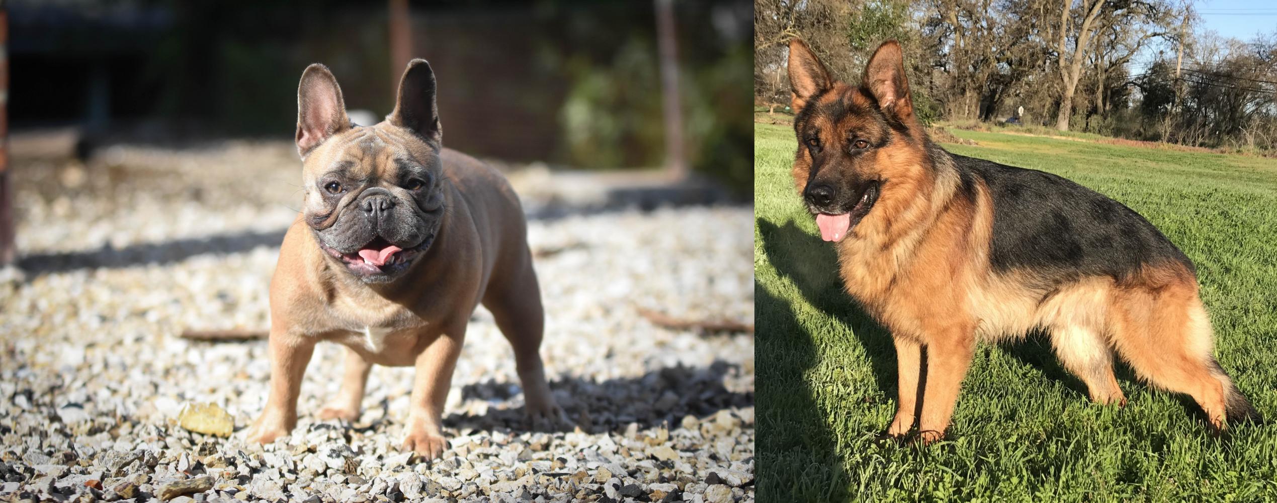 French Bulldog vs German Shepherd Breed Comparison