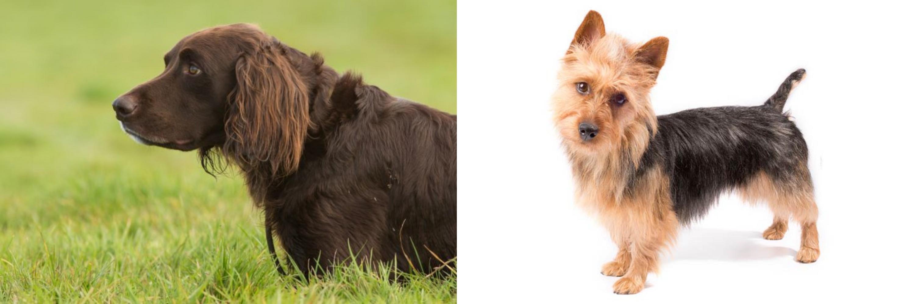 German Longhaired Pointer Vs Australian Terrier Breed Comparison