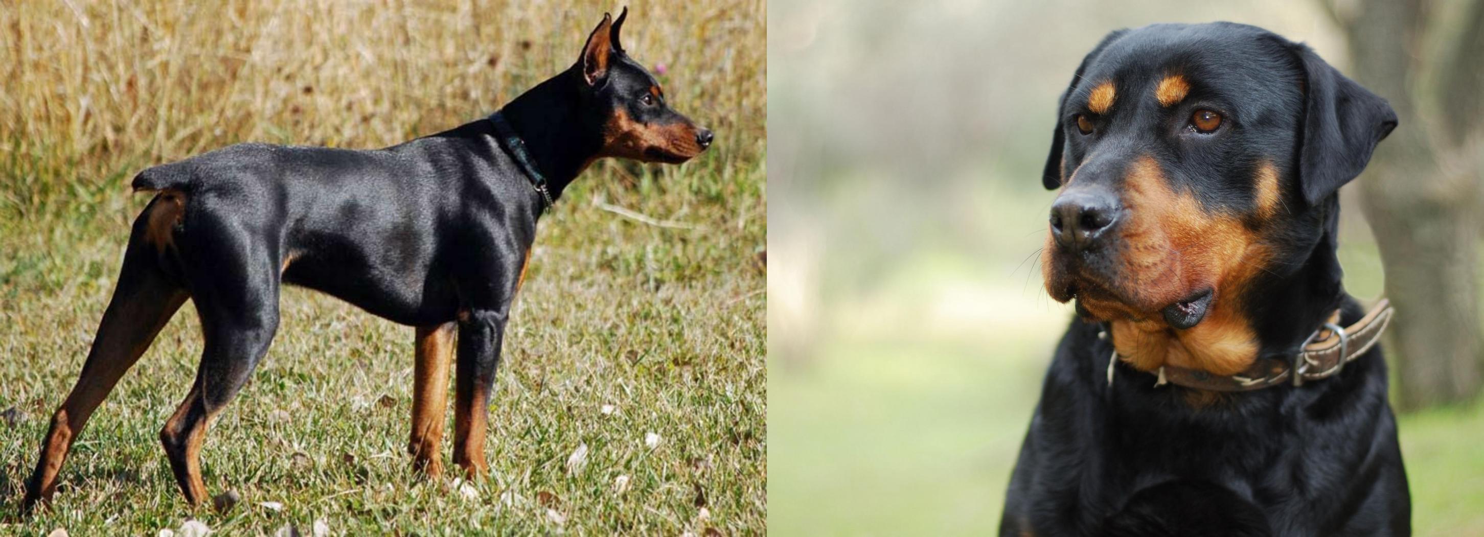 German Pinscher Vs Rottweiler Breed Comparison Mydogbreeds
