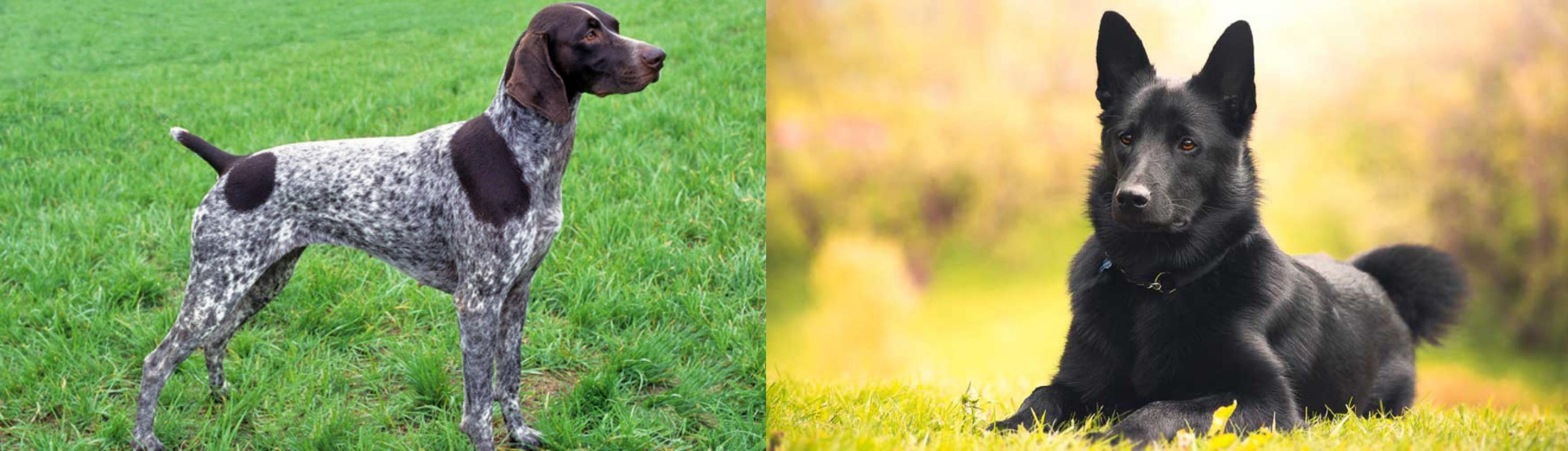 German Shorthaired Pointer Vs Black Norwegian Elkhound Breed Comparison