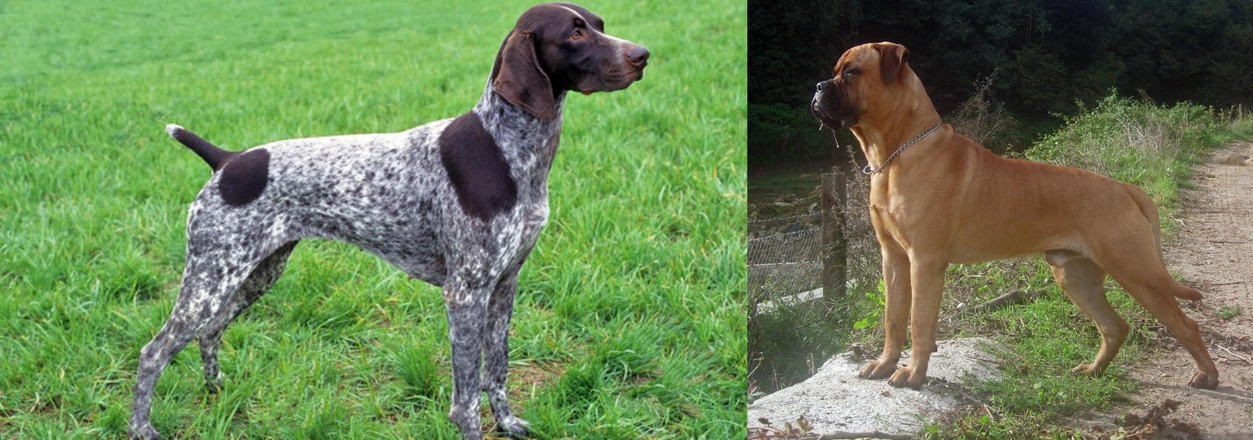 german shorthaired pointer mastiff mix