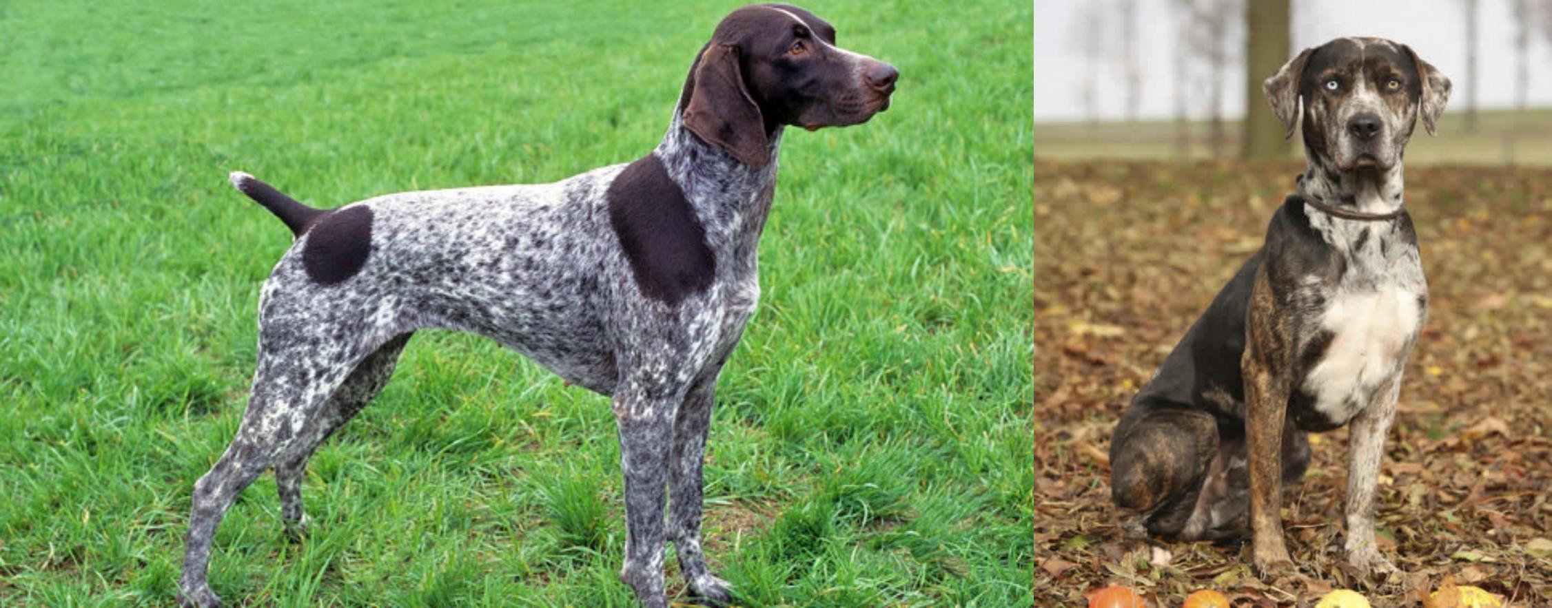 great dane german shorthaired pointer mix