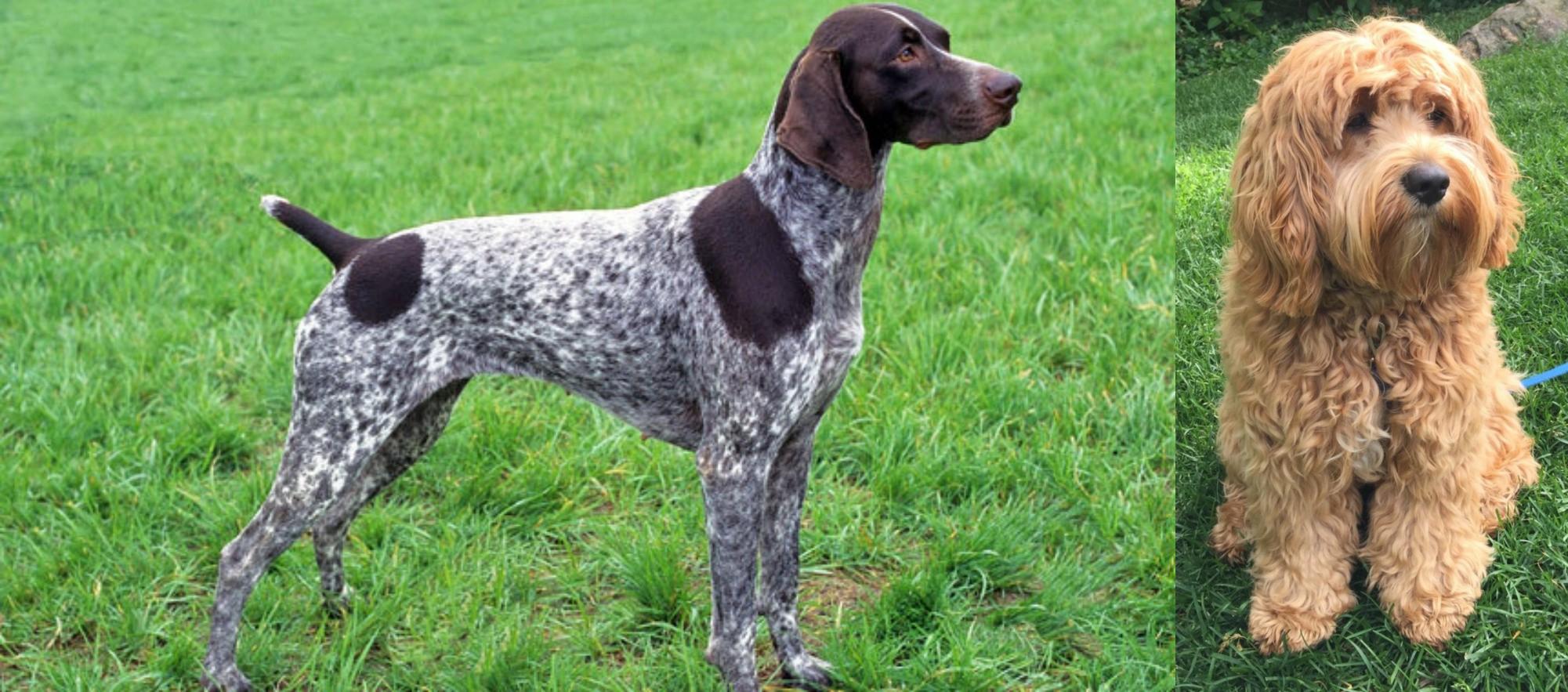 short haired cockapoo