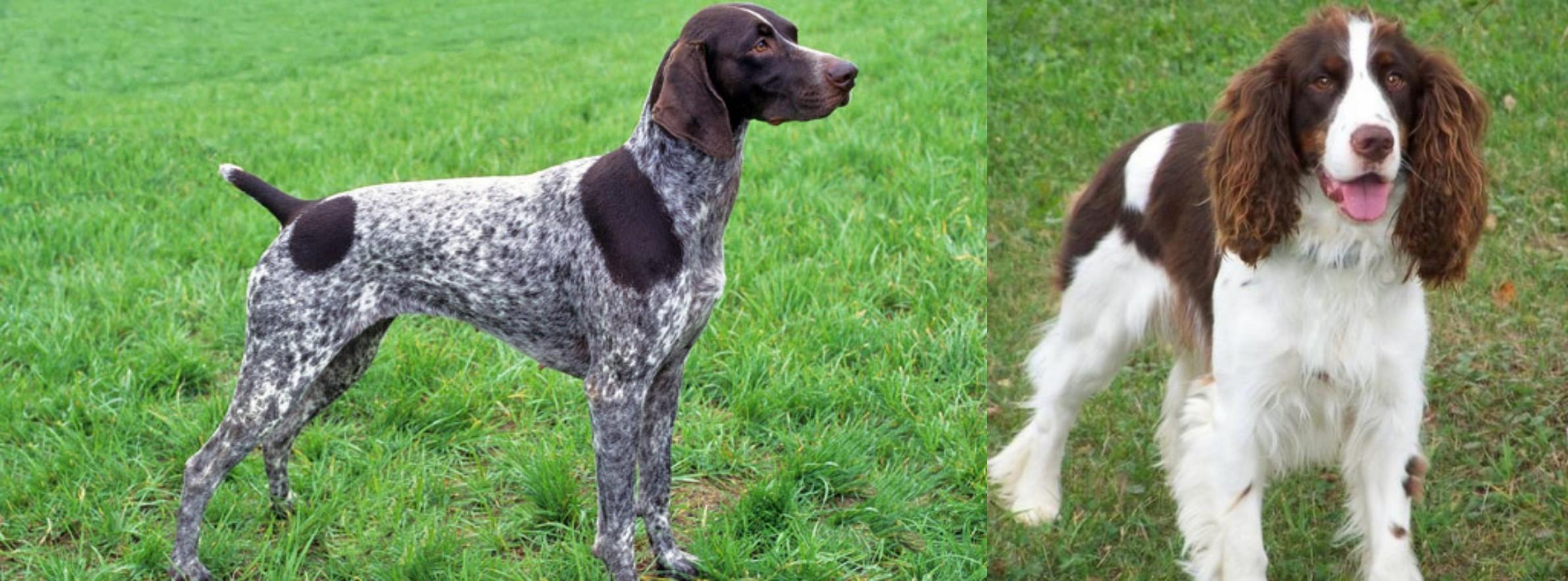 German Shorthaired Pointer vs English 