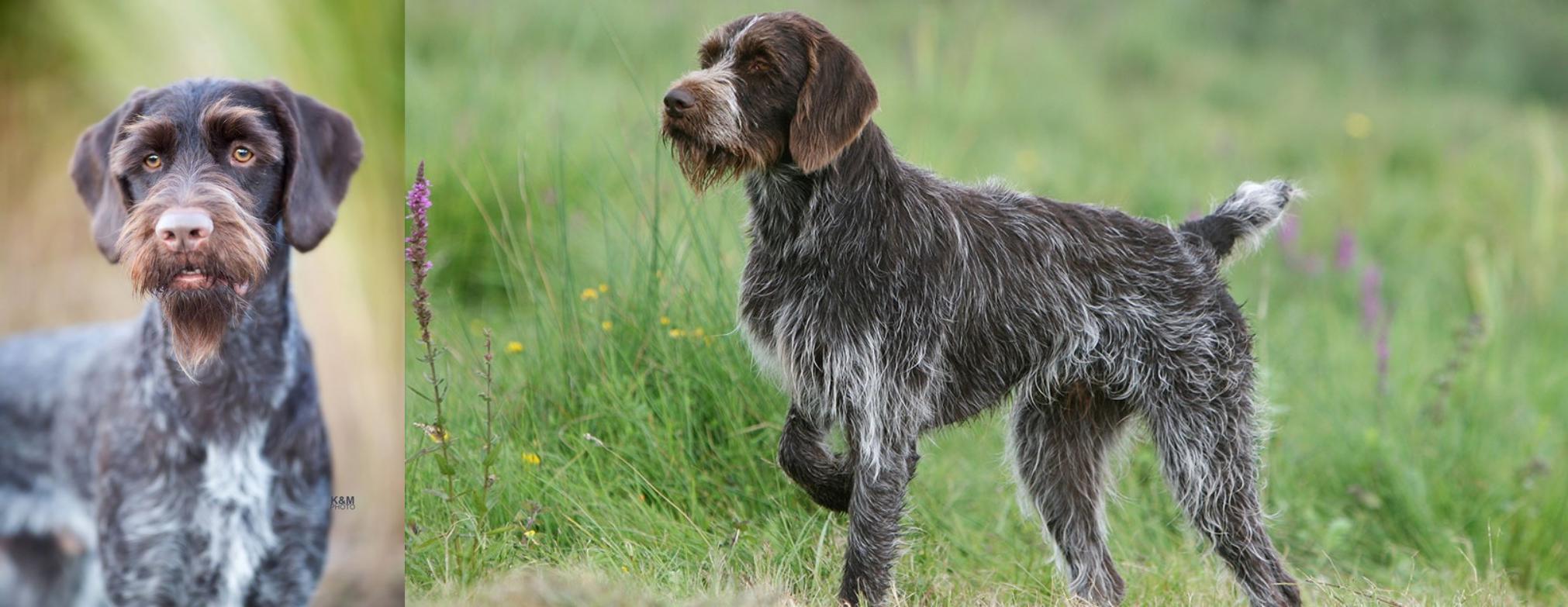 German Wirehaired Pointer Vs Cesky Fousek Breed Comparison