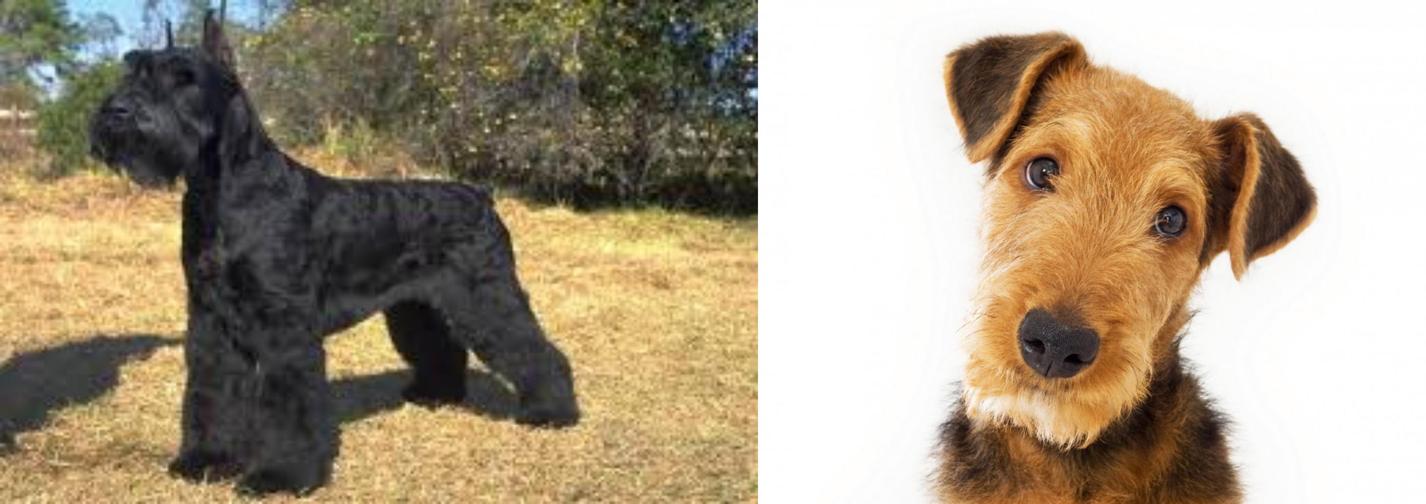 Giant Schnauzer Vs Airedale Terrier Breed Comparison