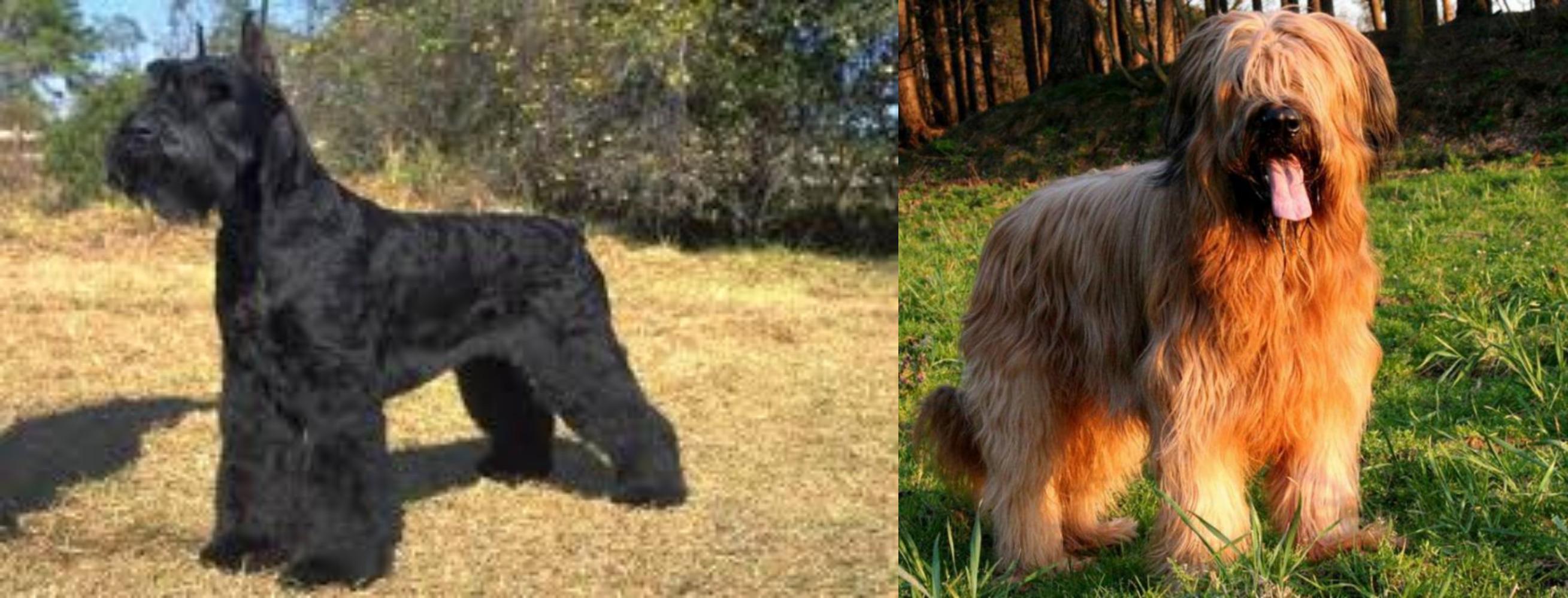 briard schnauzer mix