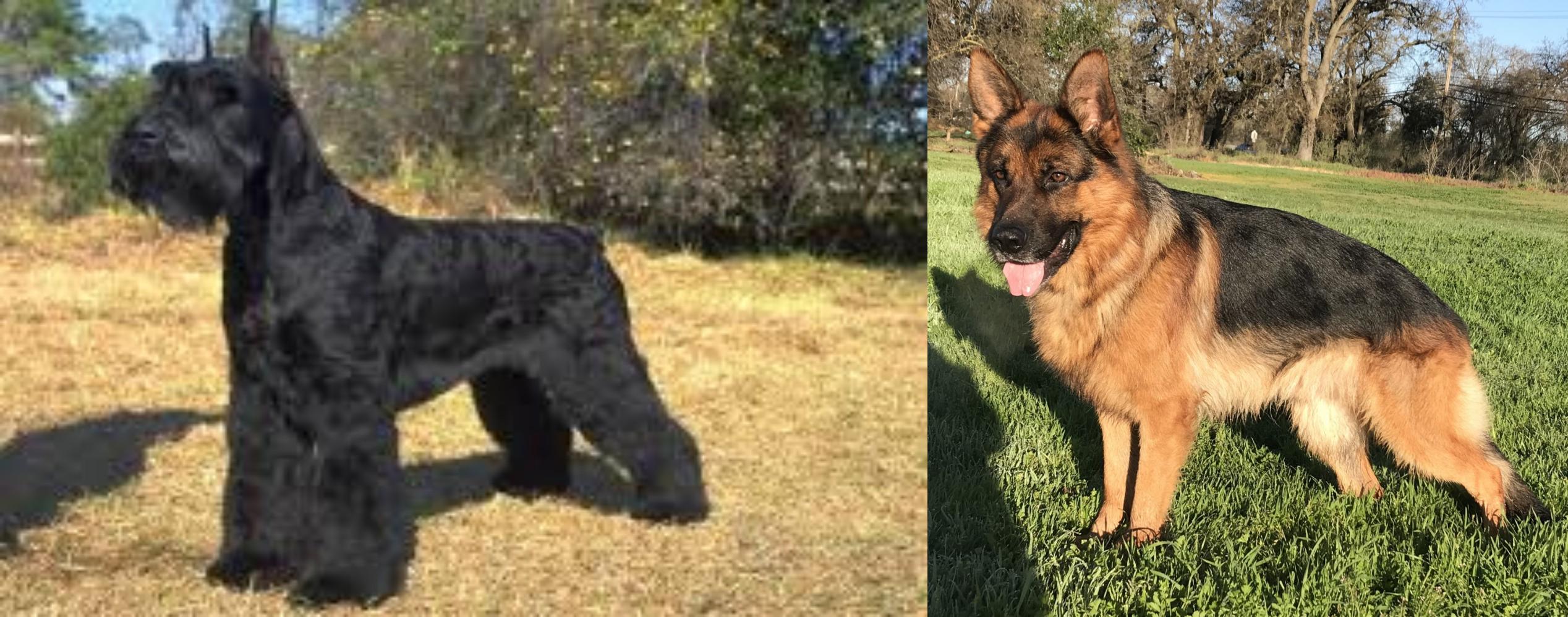 Giant Schnauzer vs German Shepherd Breed Comparison