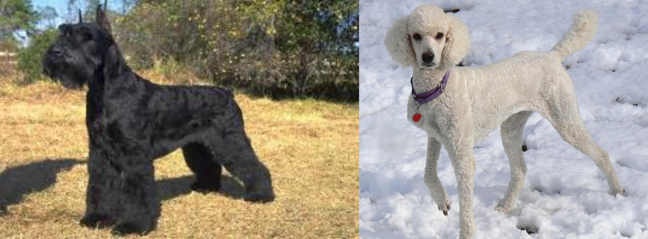 Giant Schnauzer And Standard Poodle Mix Cute of Animals
