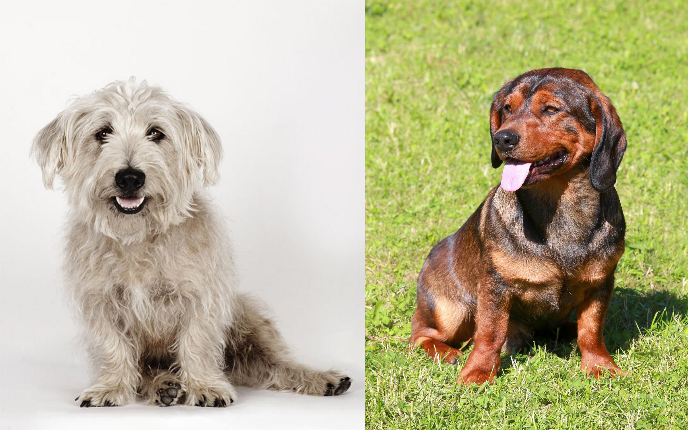 Glen Of Imaal Terrier Vs Alpine Dachsbracke Breed Comparison