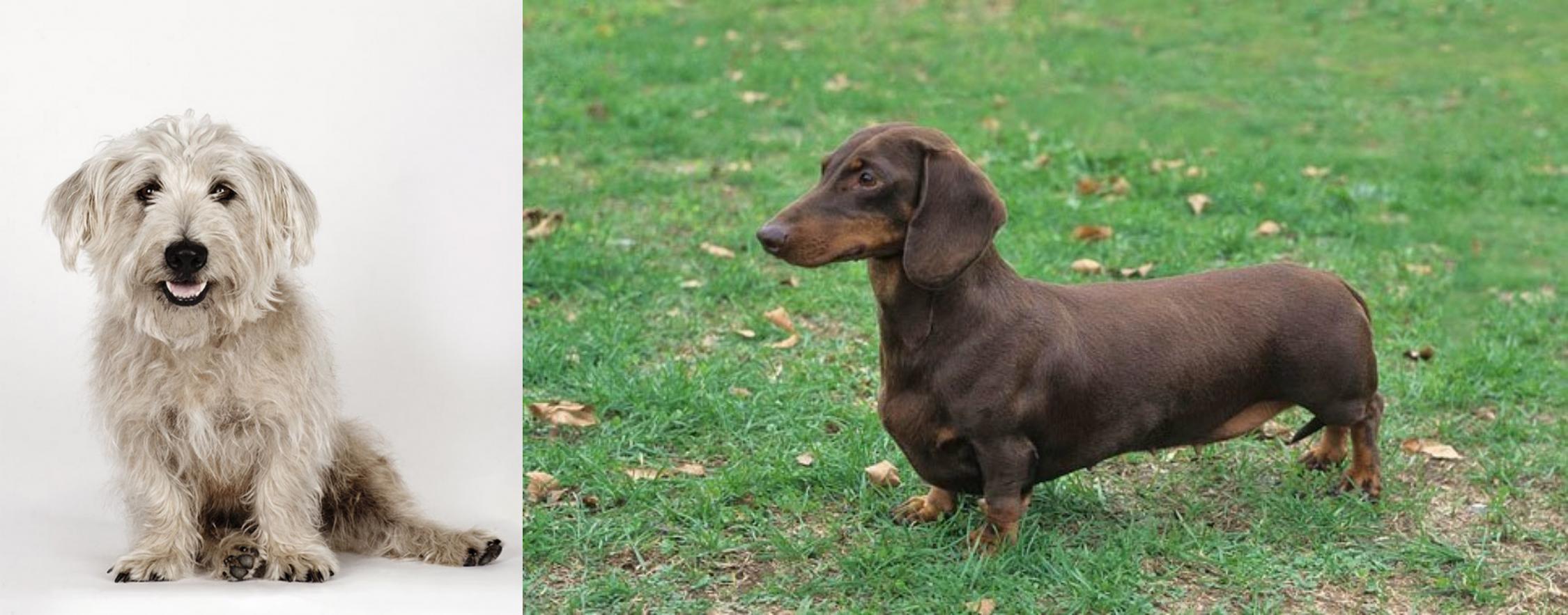 Glen Of Imaal Terrier Vs Dachshund Breed Comparison
