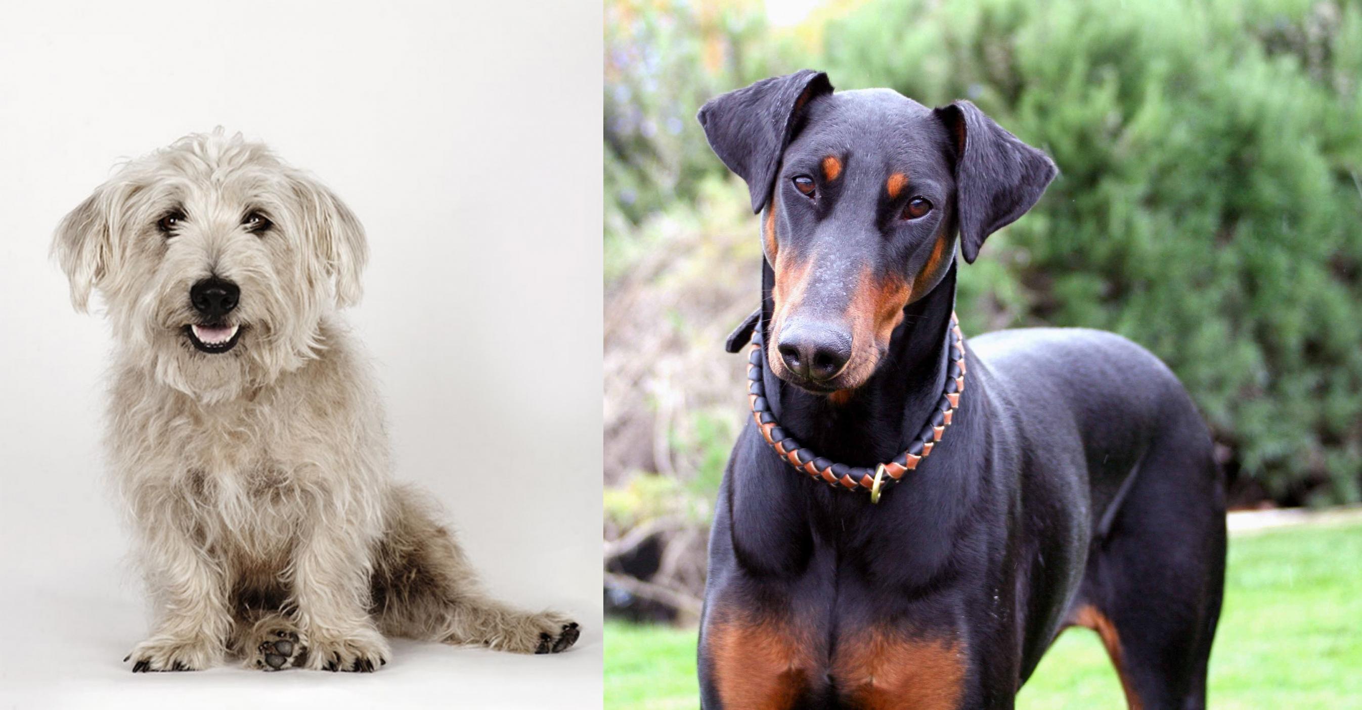 Glen of Imaal Terrier vs Doberman Pinscher - Breed Comparison