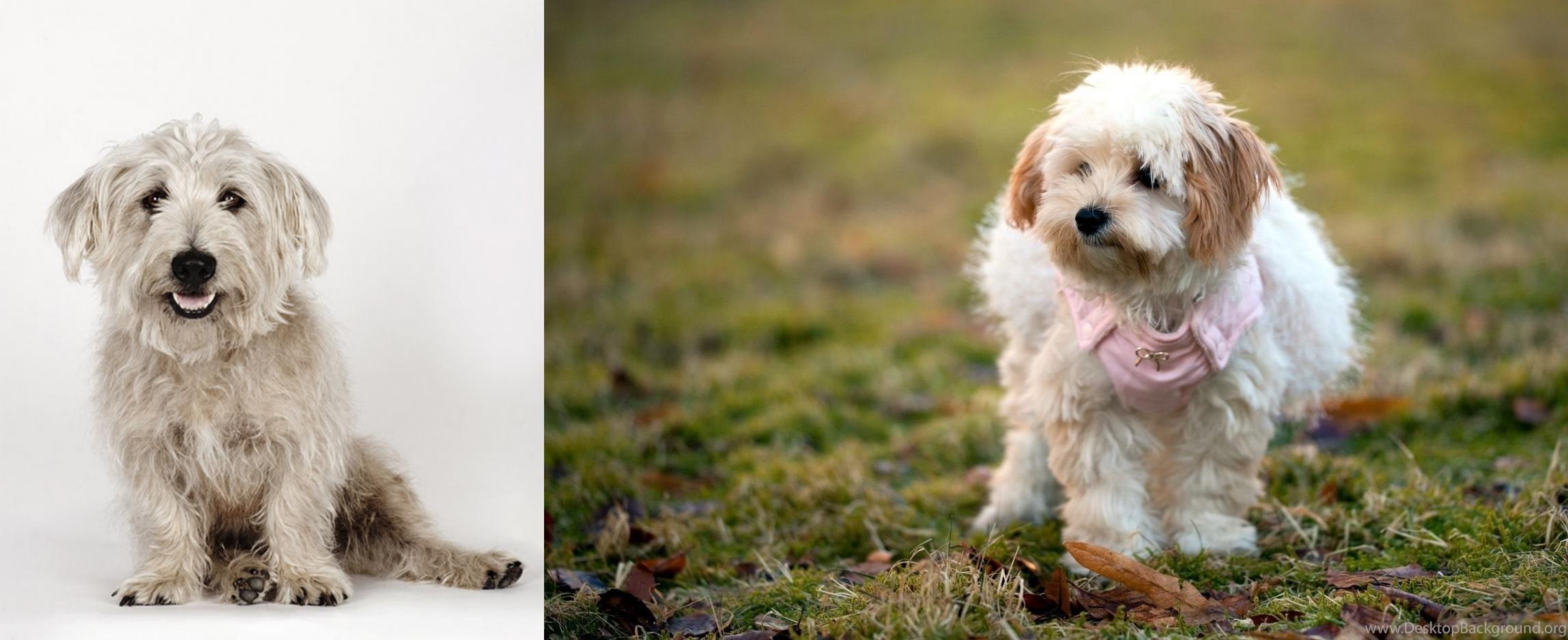 Glen Of Imaal Terrier Vs West Highland White Terrier Breed Comparison