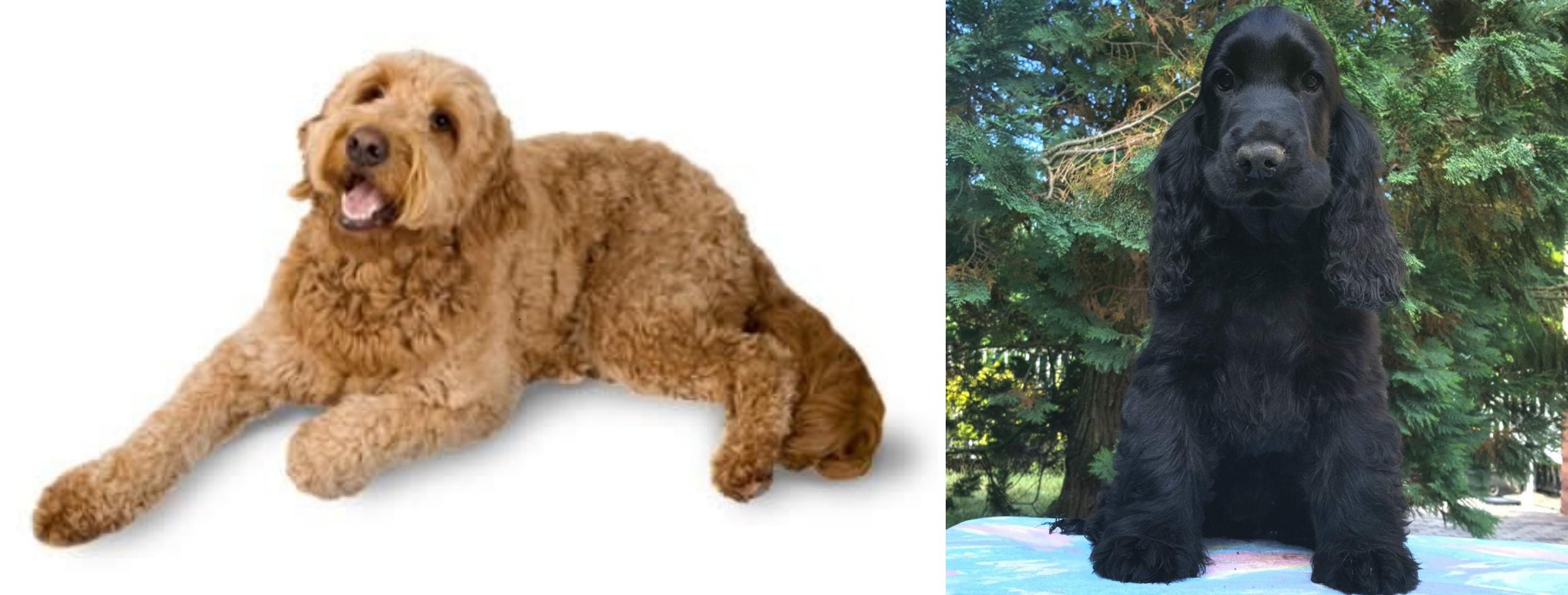 mini golden cocker doodle