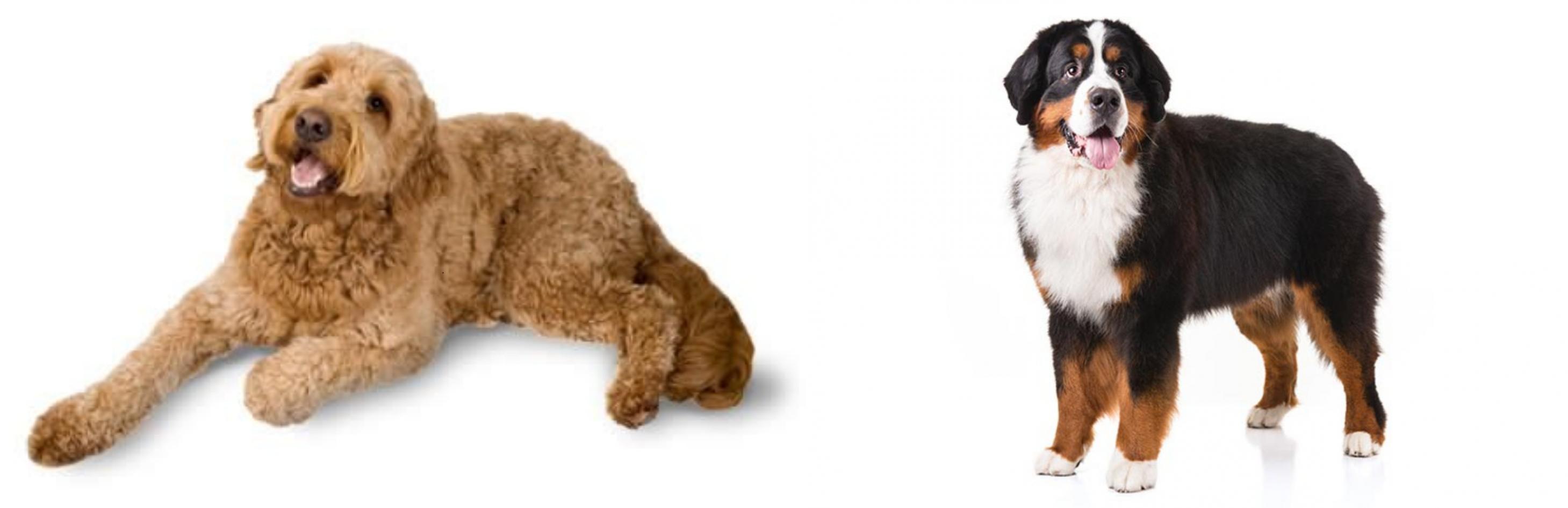 lesser swiss mountain dog