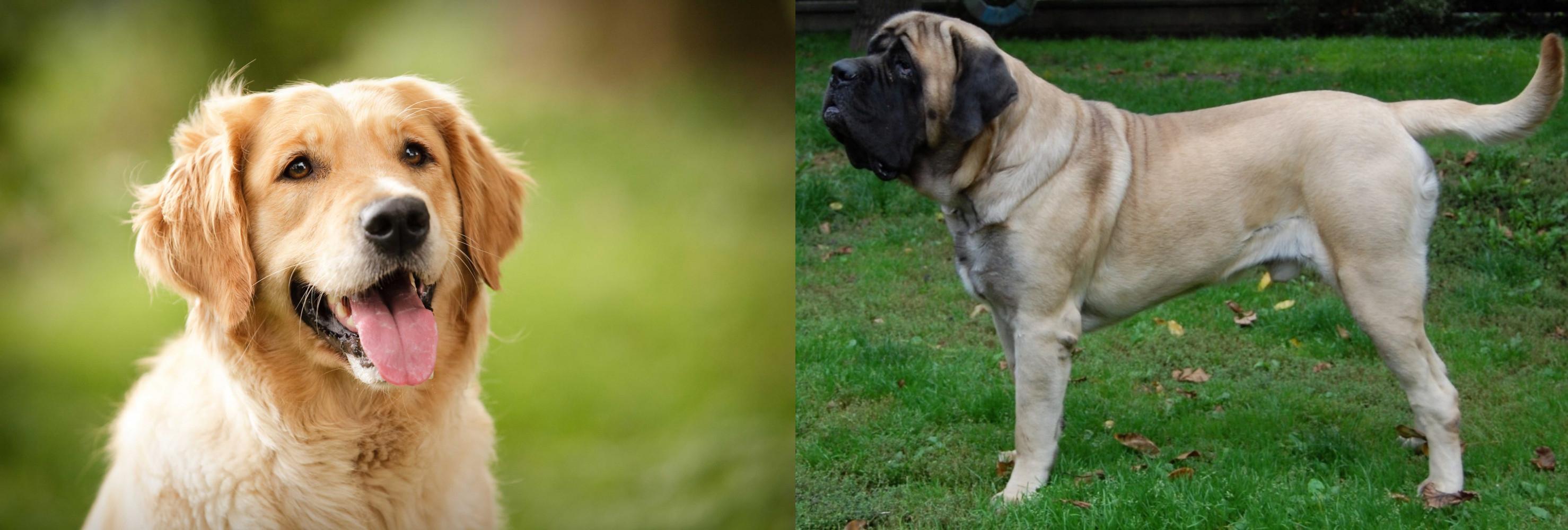 English Mastiff vs Golden Retriever Breed Comparison