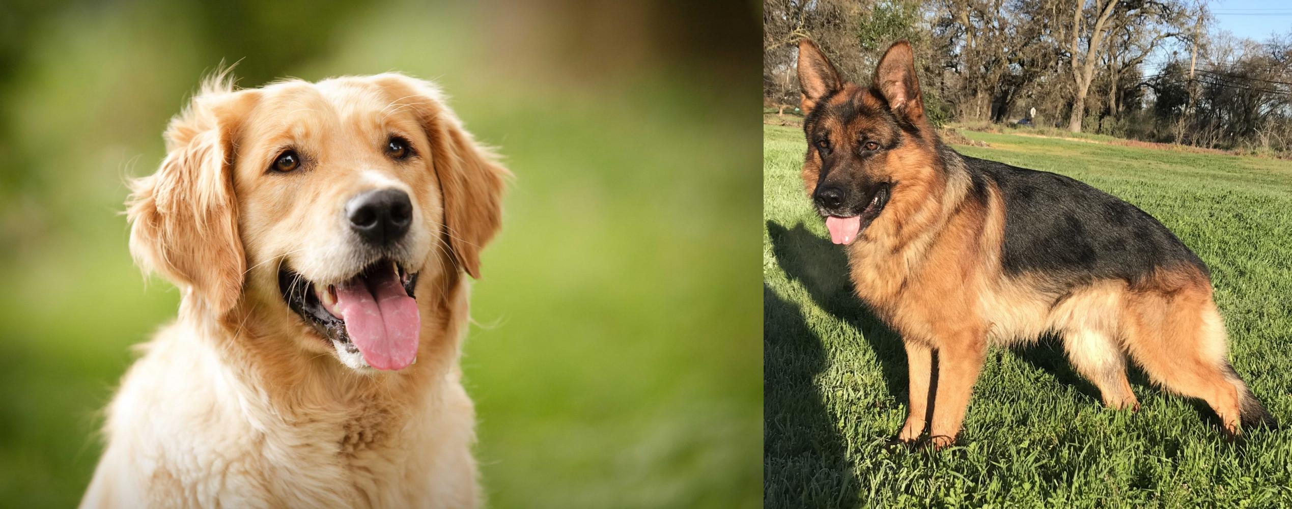 Golden Retriever vs German Shepherd Breed Comparison
