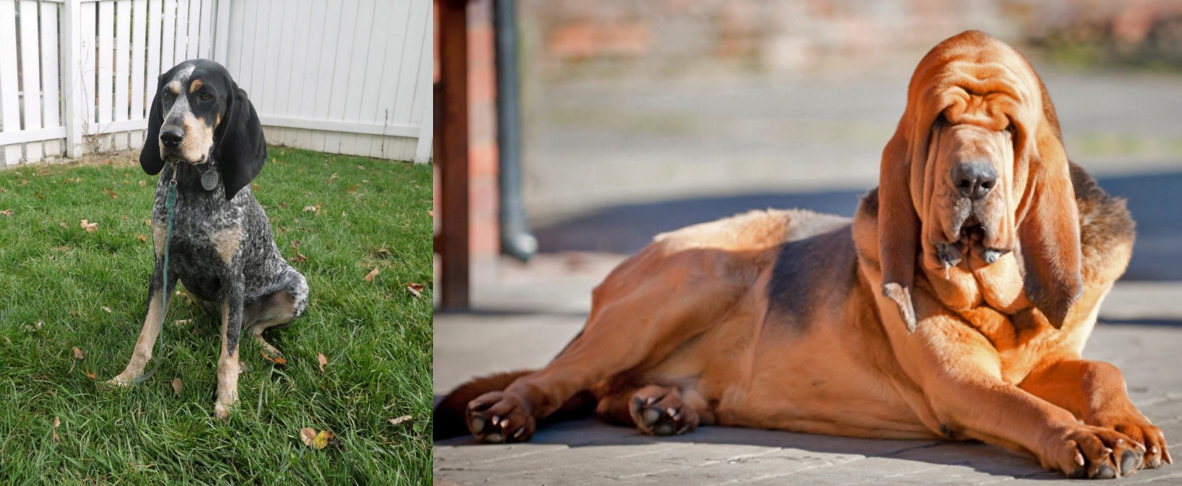 Grand Bleu De Gascogne Vs Bloodhound Breed Comparison