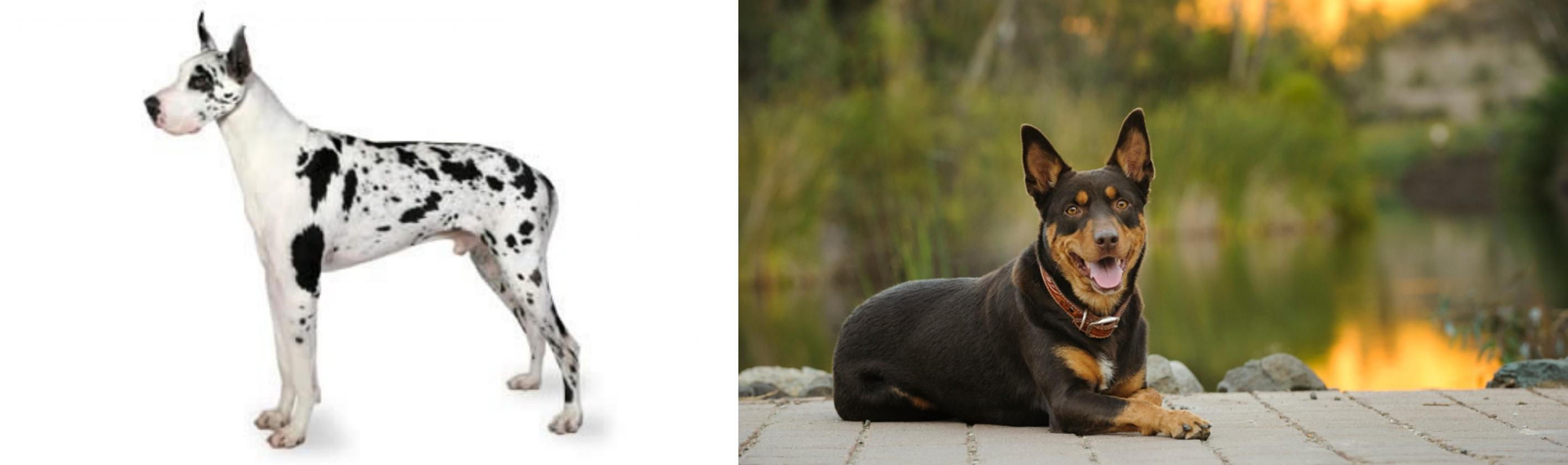 great dane x kelpie