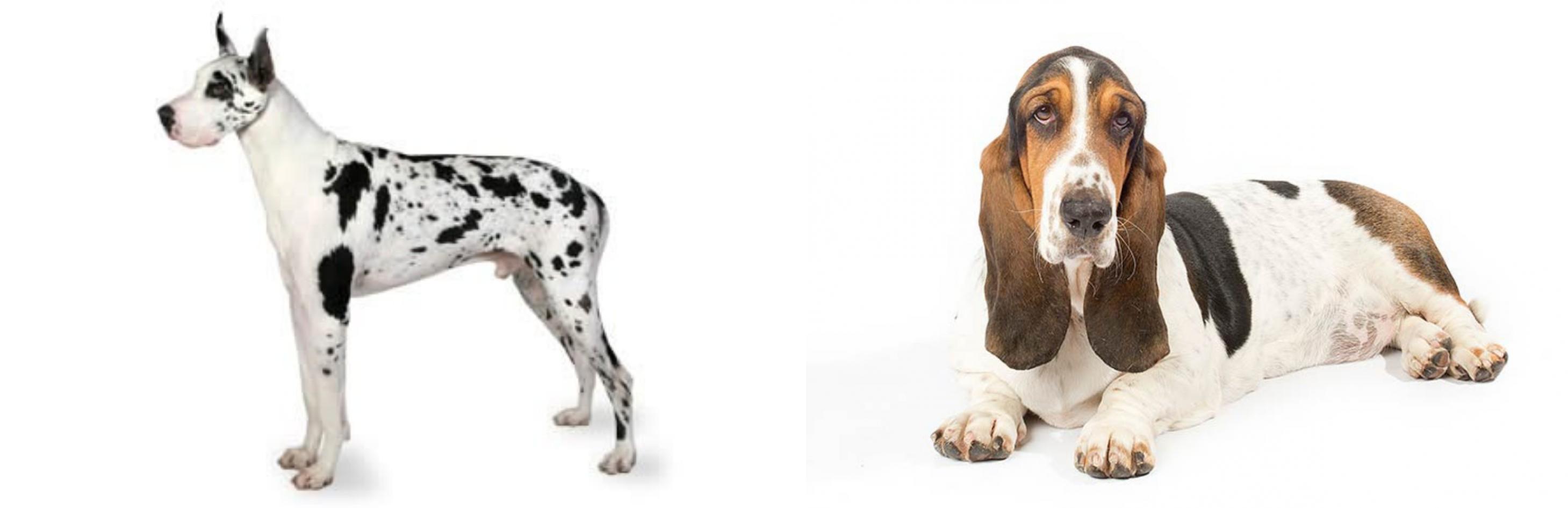 basset hound great dane