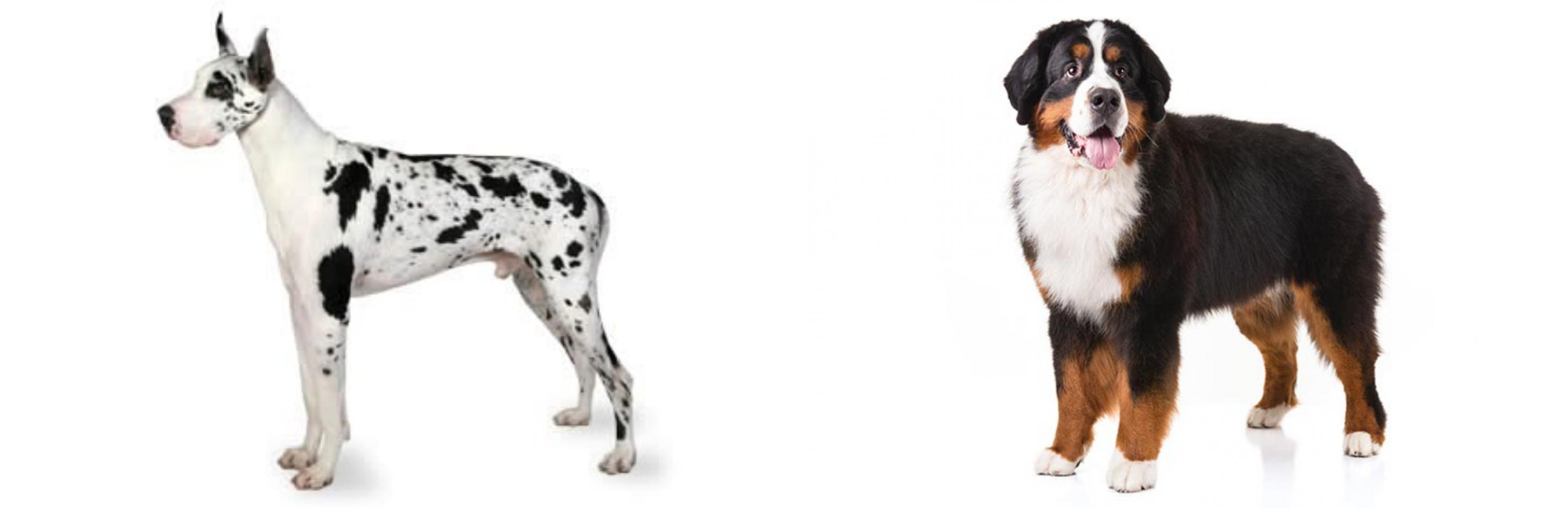 greater swiss mountain dane