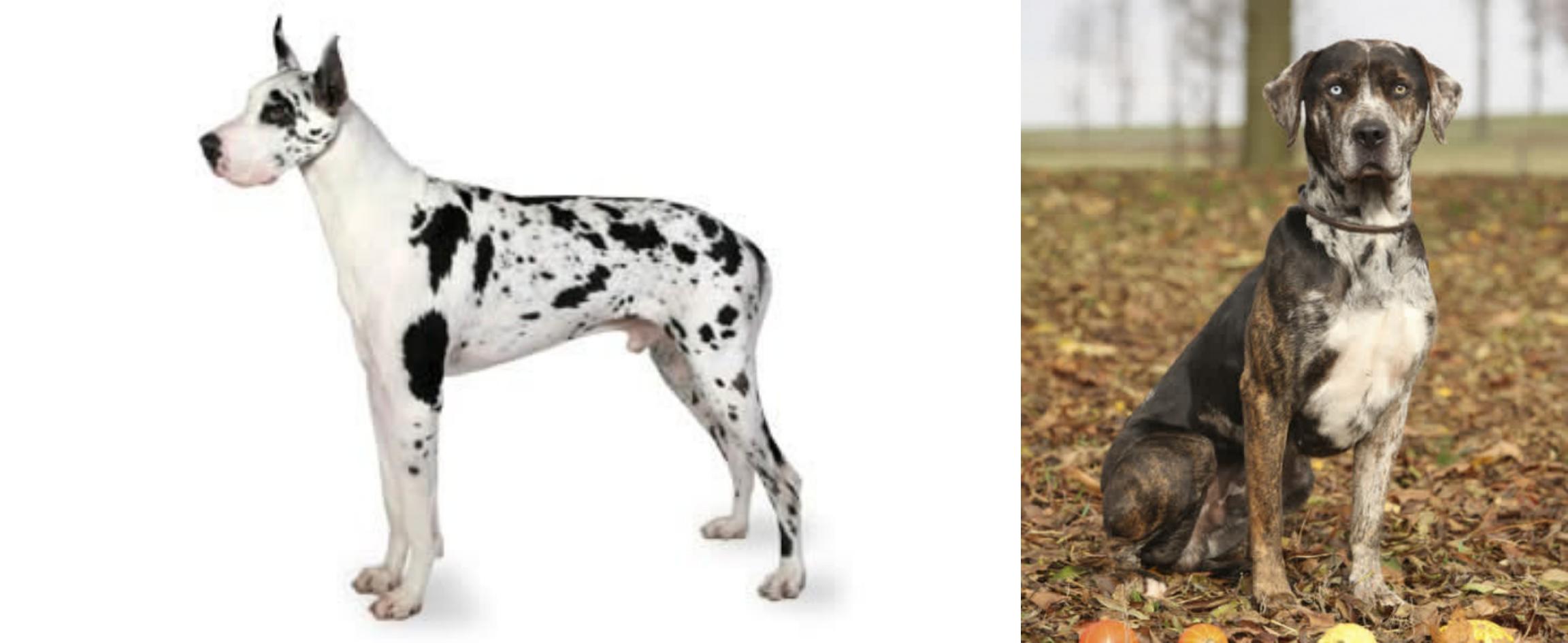 catahoula coat colors