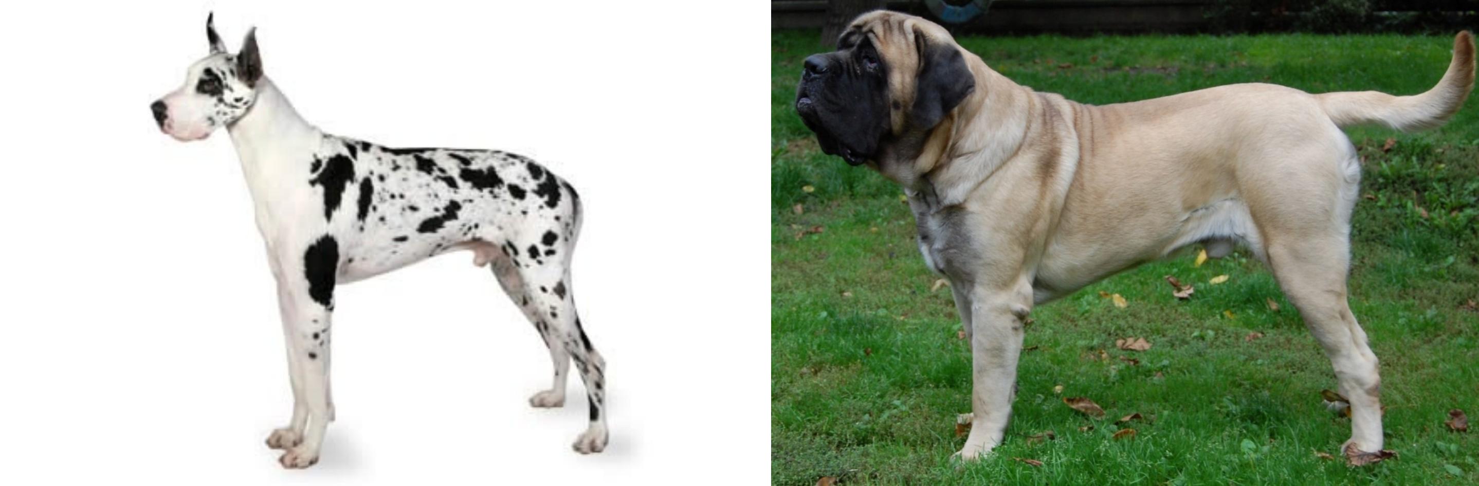 Great Dane vs English Mastiff Breed Comparison MyDogBreeds