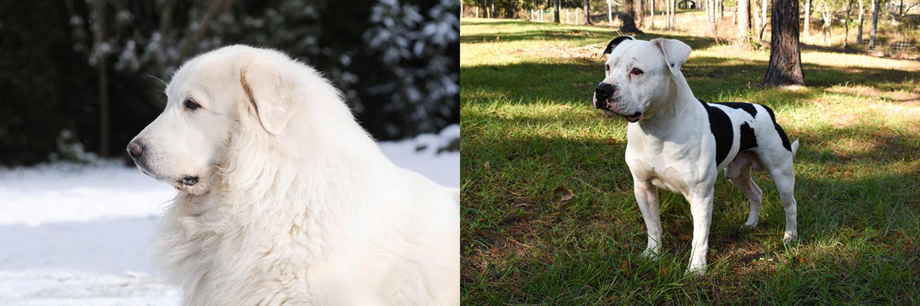 Great Pyrenees vs American Bulldog - Breed Comparison Great Pyrenees vs American Bulldog - Breed Comparison