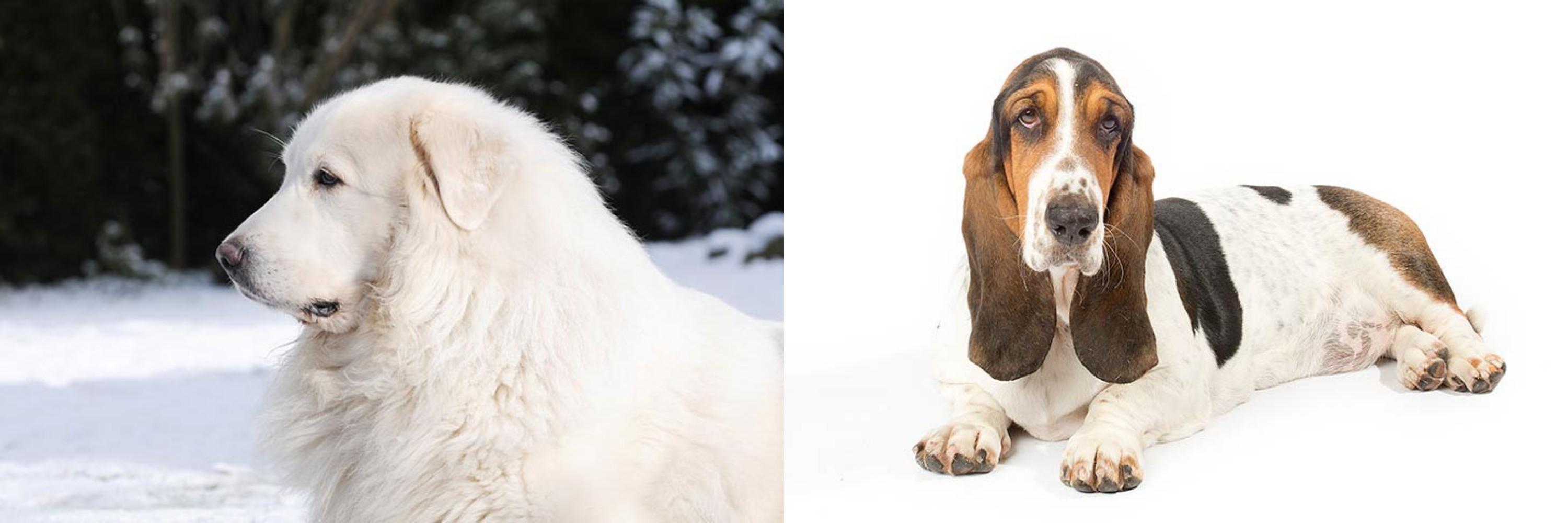 Great Pyrenees vs Basset Hound Breed Comparison