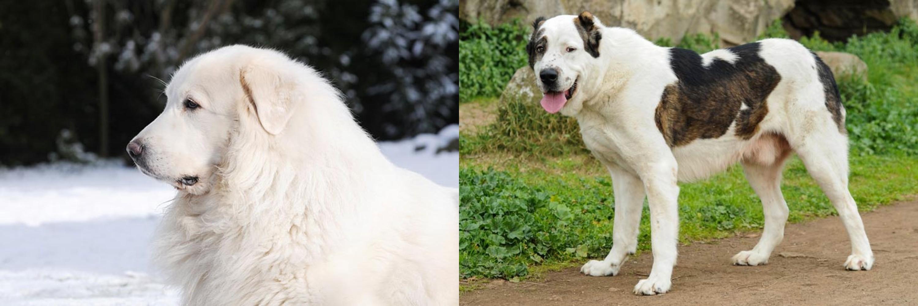 Great Pyrenees vs Central Asian Shepherd - Breed Comparison