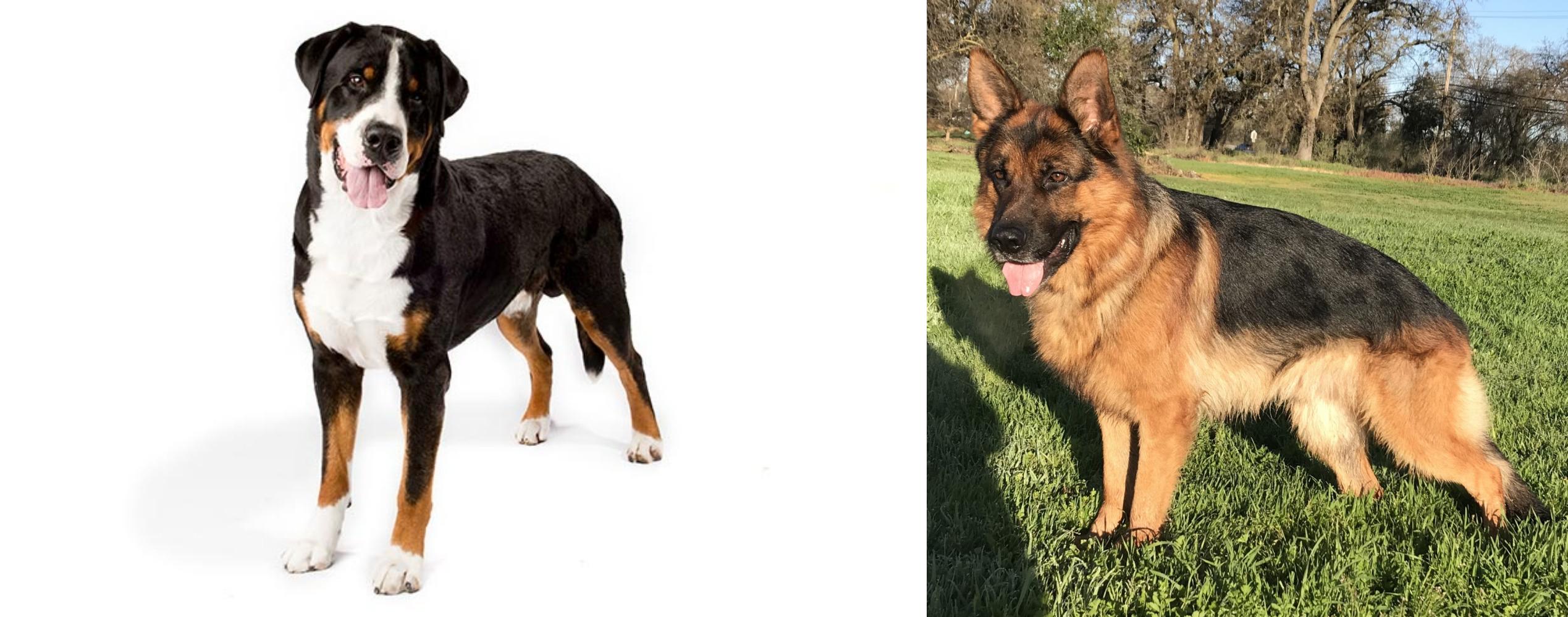 Greater Swiss Mountain Dog Vs German Shepherd Breed Comparison