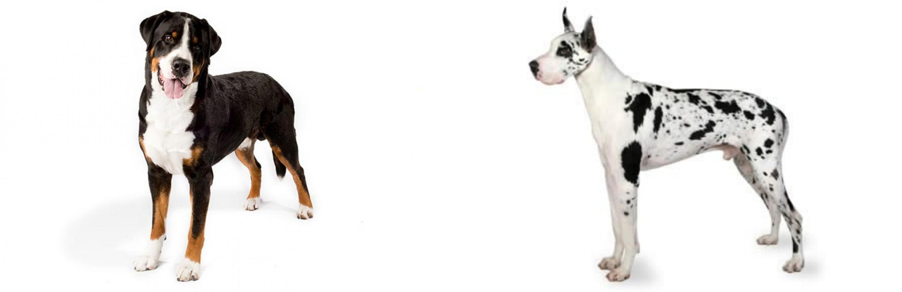 greater swiss mountain dane