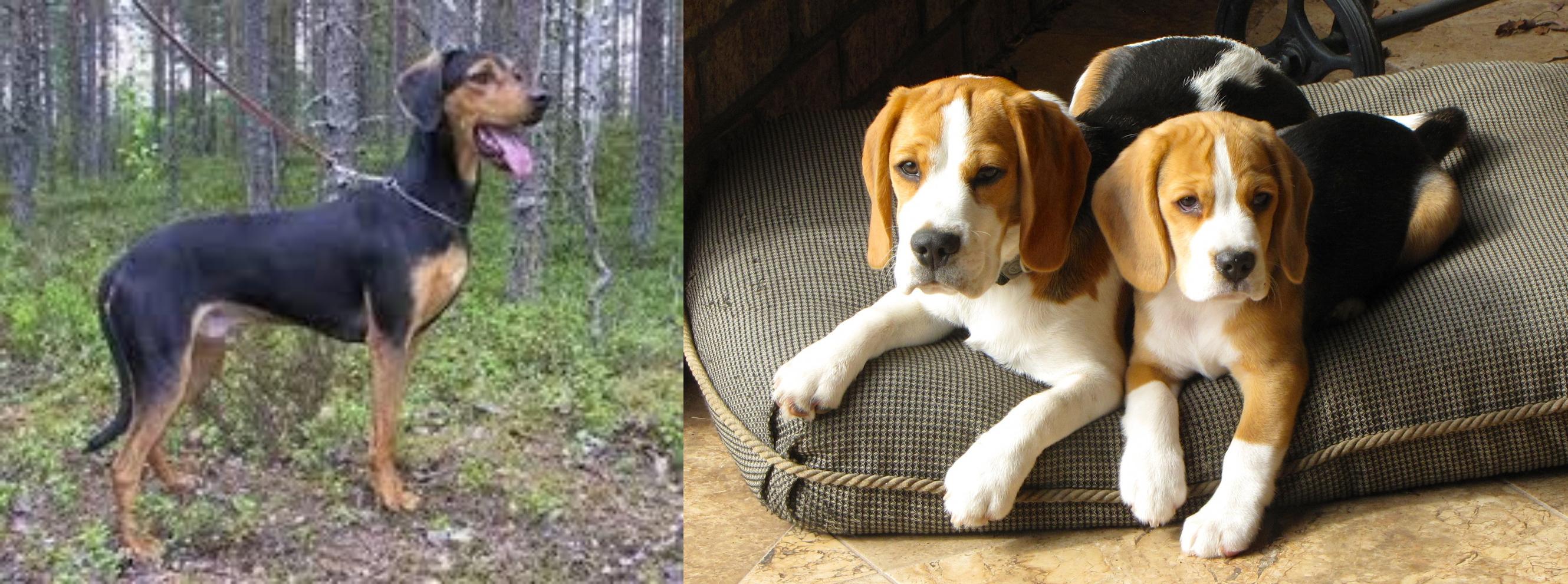 Greek Harehound Vs Beagle Breed Comparison Mydogbreeds