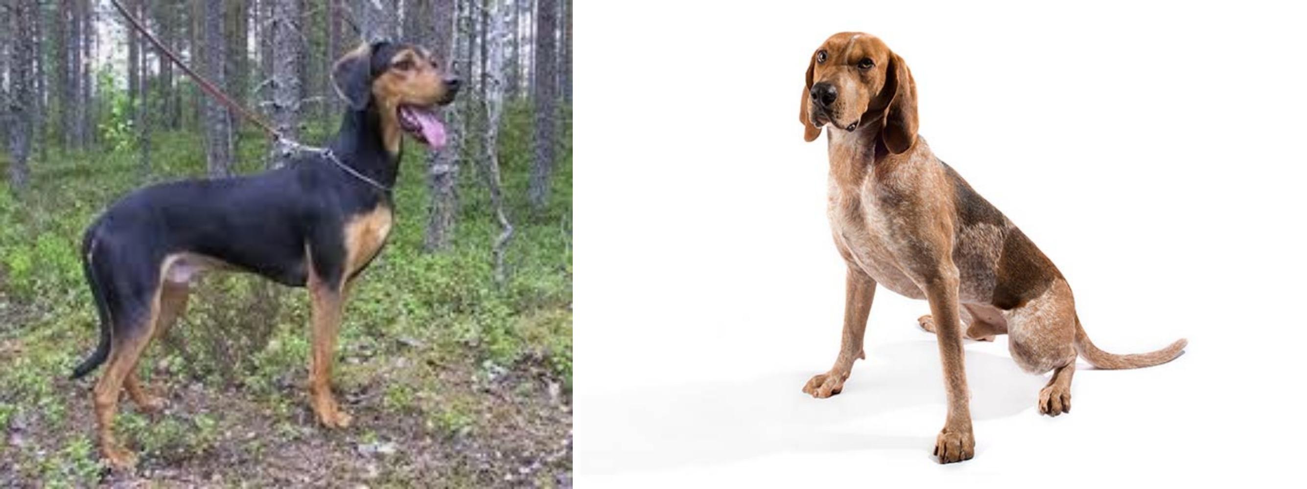 Greek Harehound Vs Coonhound Breed Comparison Mydogbreeds
