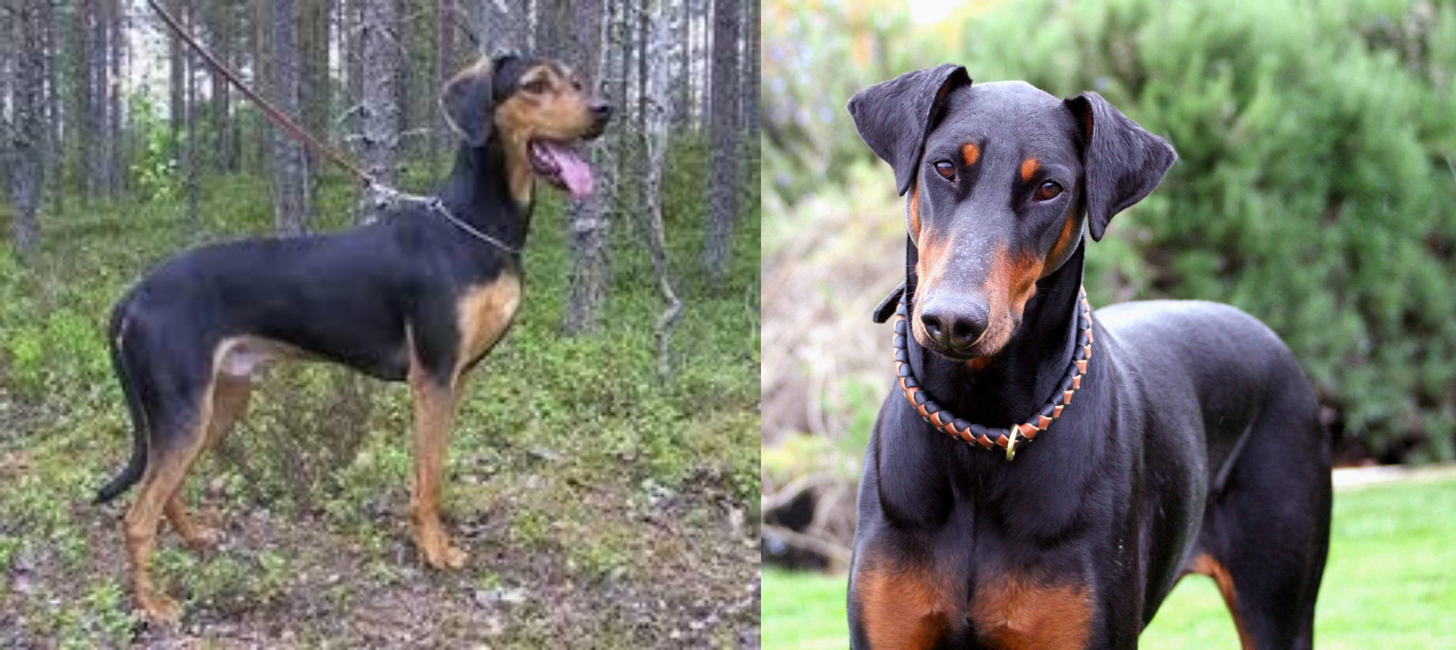 Greek Harehound Vs Doberman Pinscher Breed Comparison