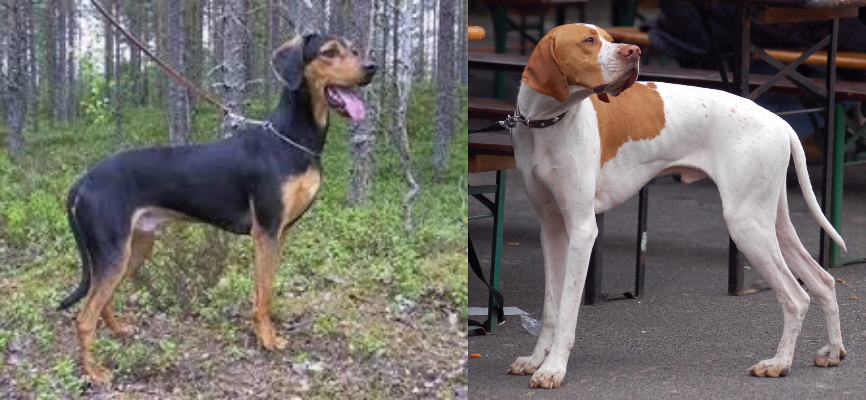 Greek Harehound Vs English Pointer Breed Comparison