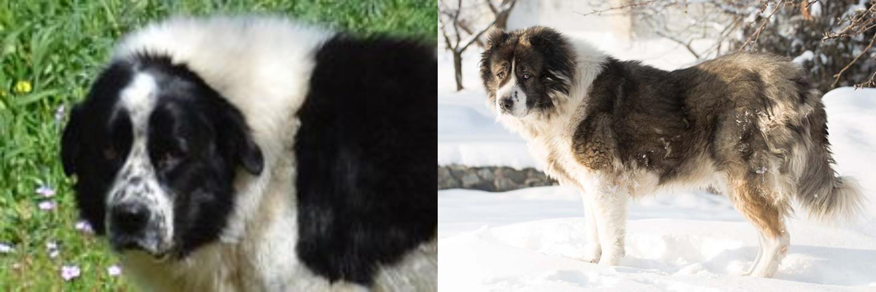 Greek Sheepdog Vs Caucasian Shepherd Breed Comparison