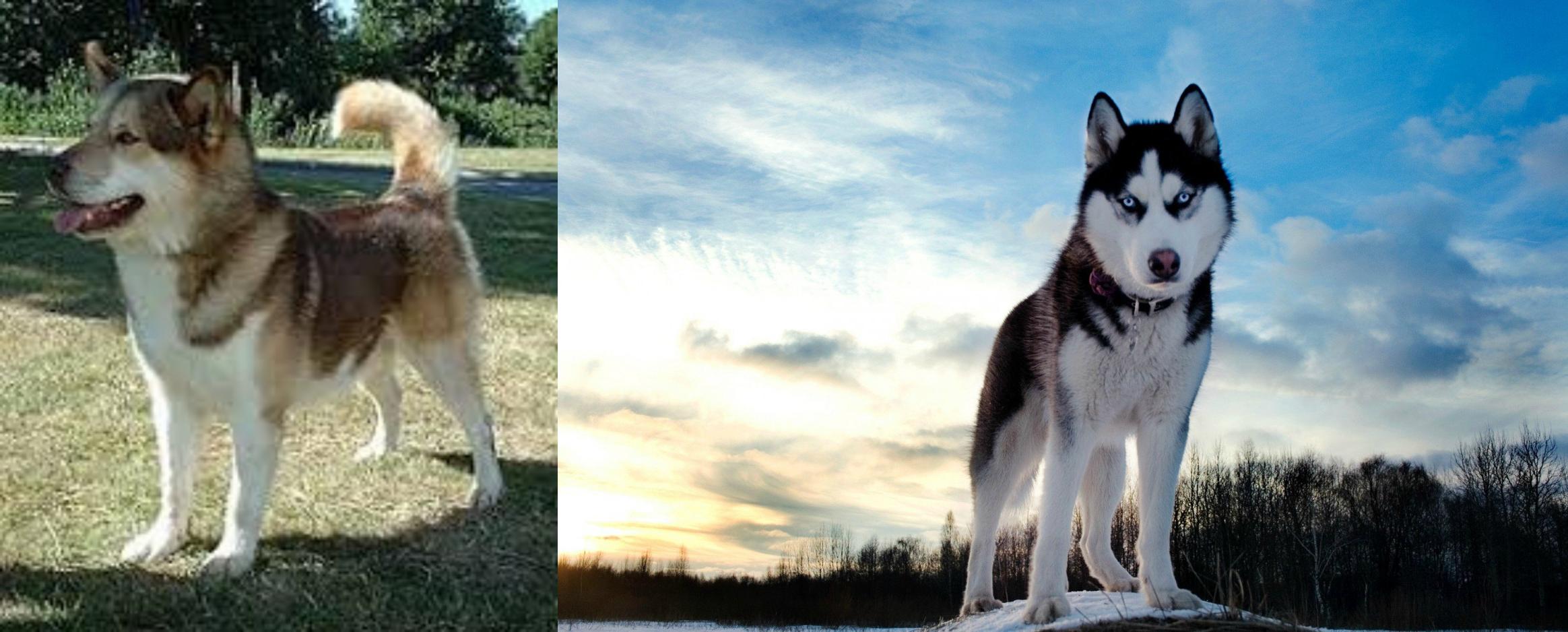 Greenland Dog vs Alaskan Husky Breed Comparison