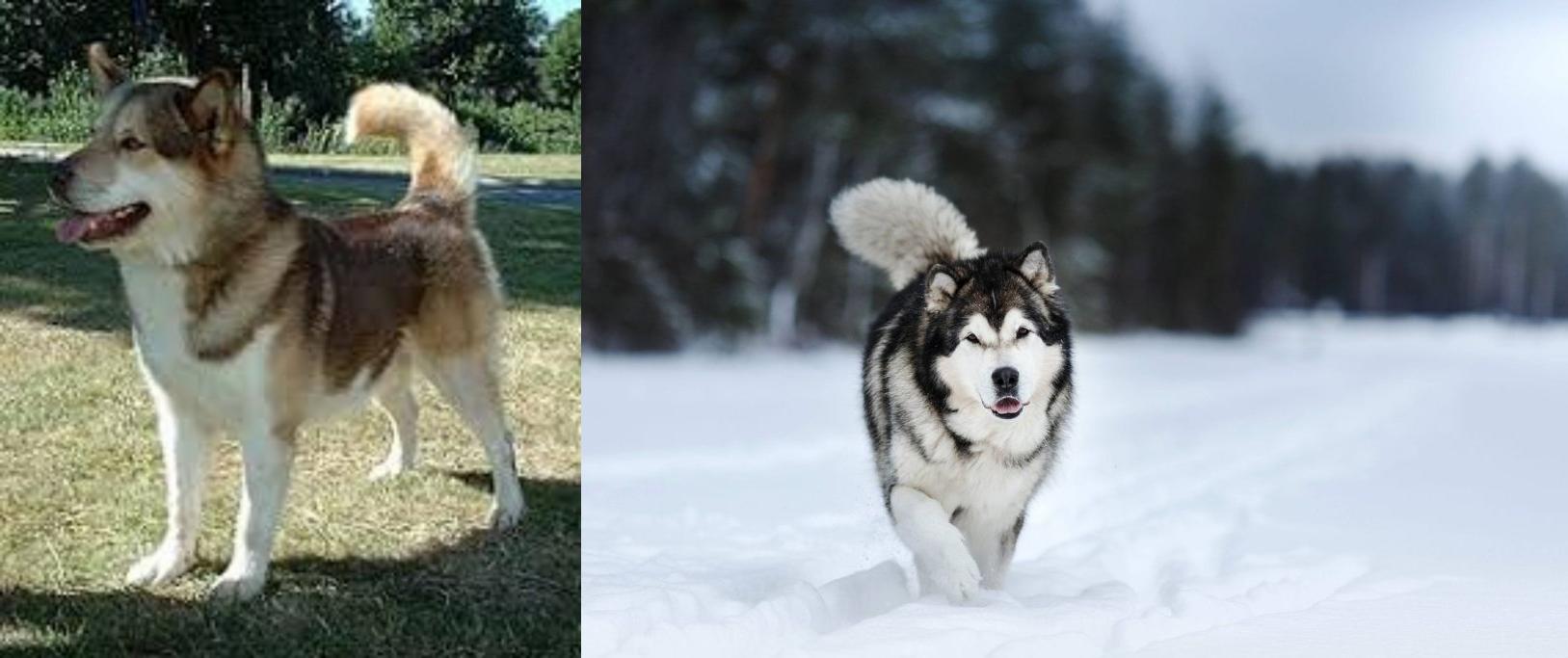 Greenland Dog Vs Siberian Husky Breed Comparison